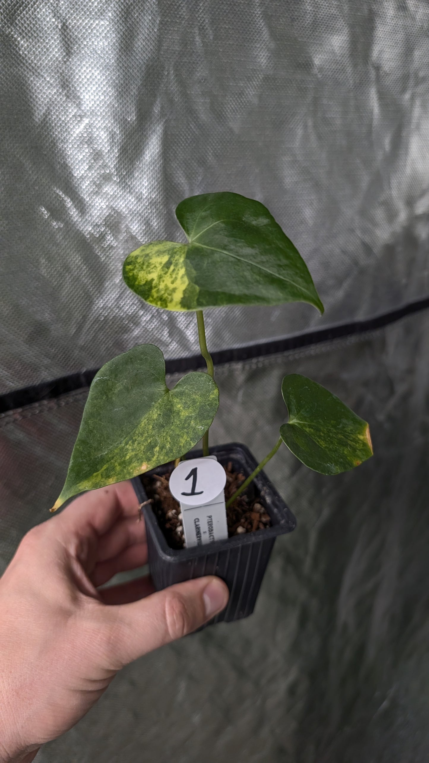 Variegated Anthurium Pterodactyl variegata x Clarinervium