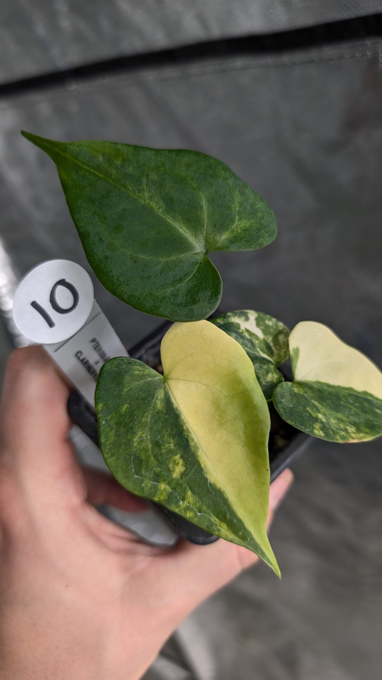 *Variegated* Anthurium Pterodactyl variegata x Clarinervium (or x self)