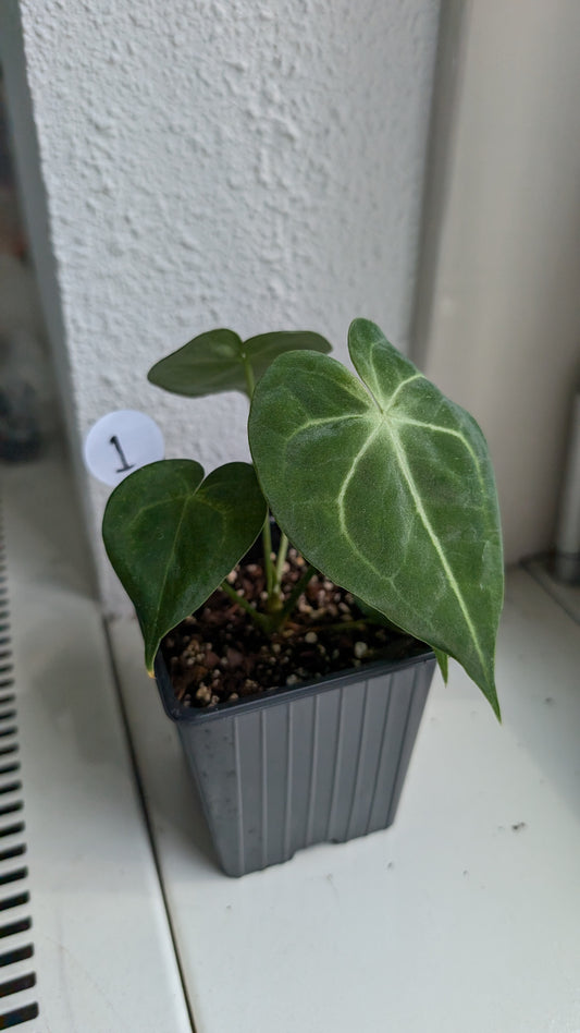 Anthurium Clarinervium x Berriozabalense x self