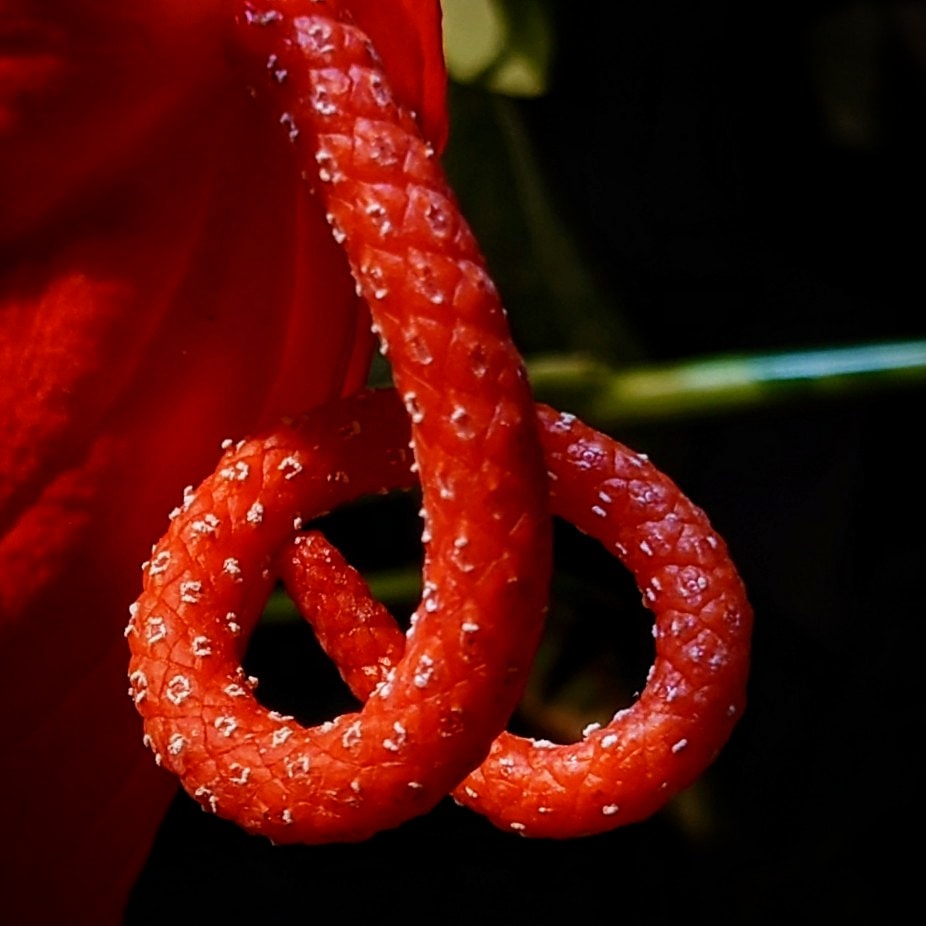 Anthurium Scherzerianum x Wendlingeri