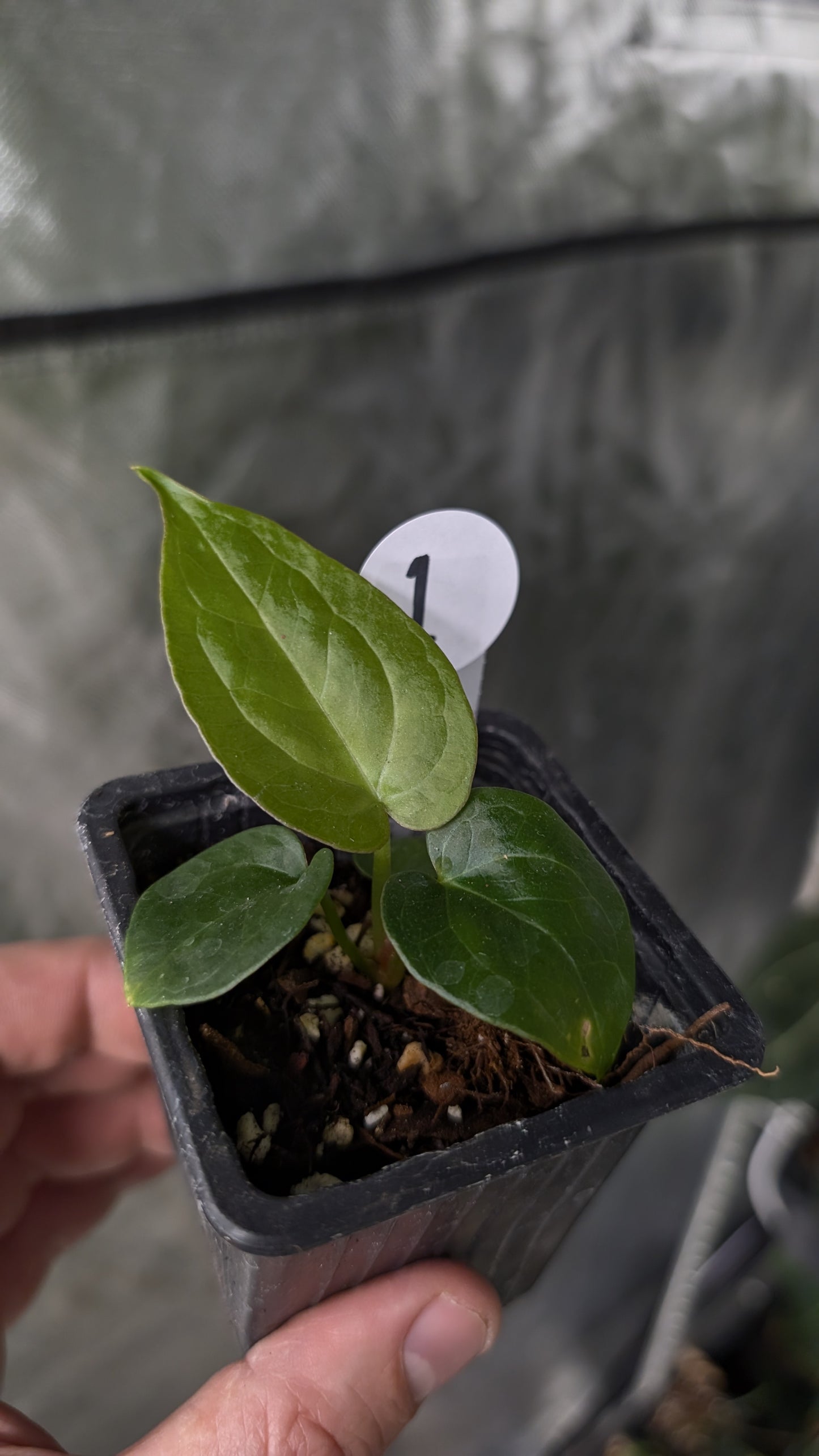 Anthurium Silver Blush Mint x Sp. Napo x Luxurians