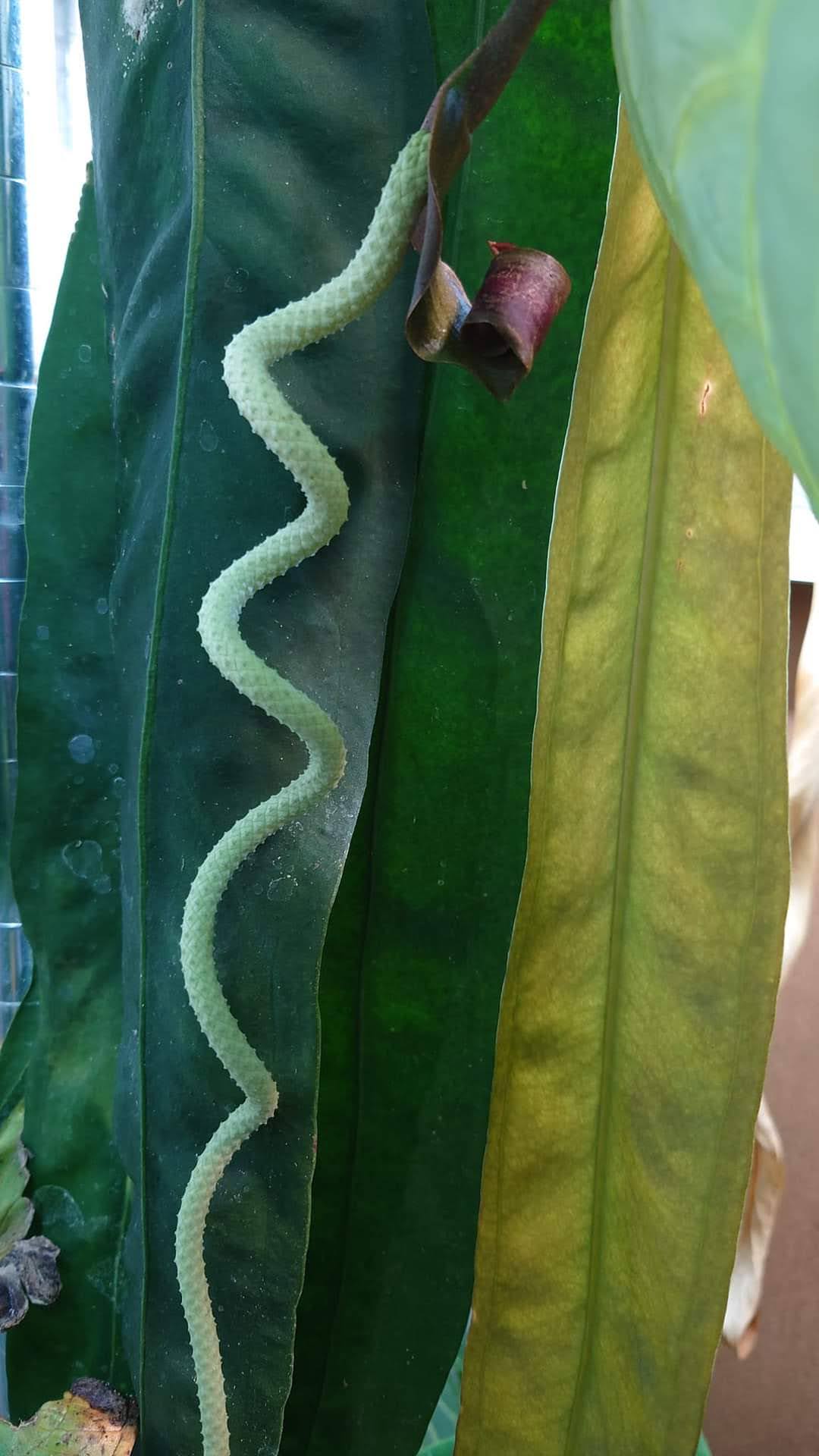 Anthurium Scherzerianum x Wendlingeri