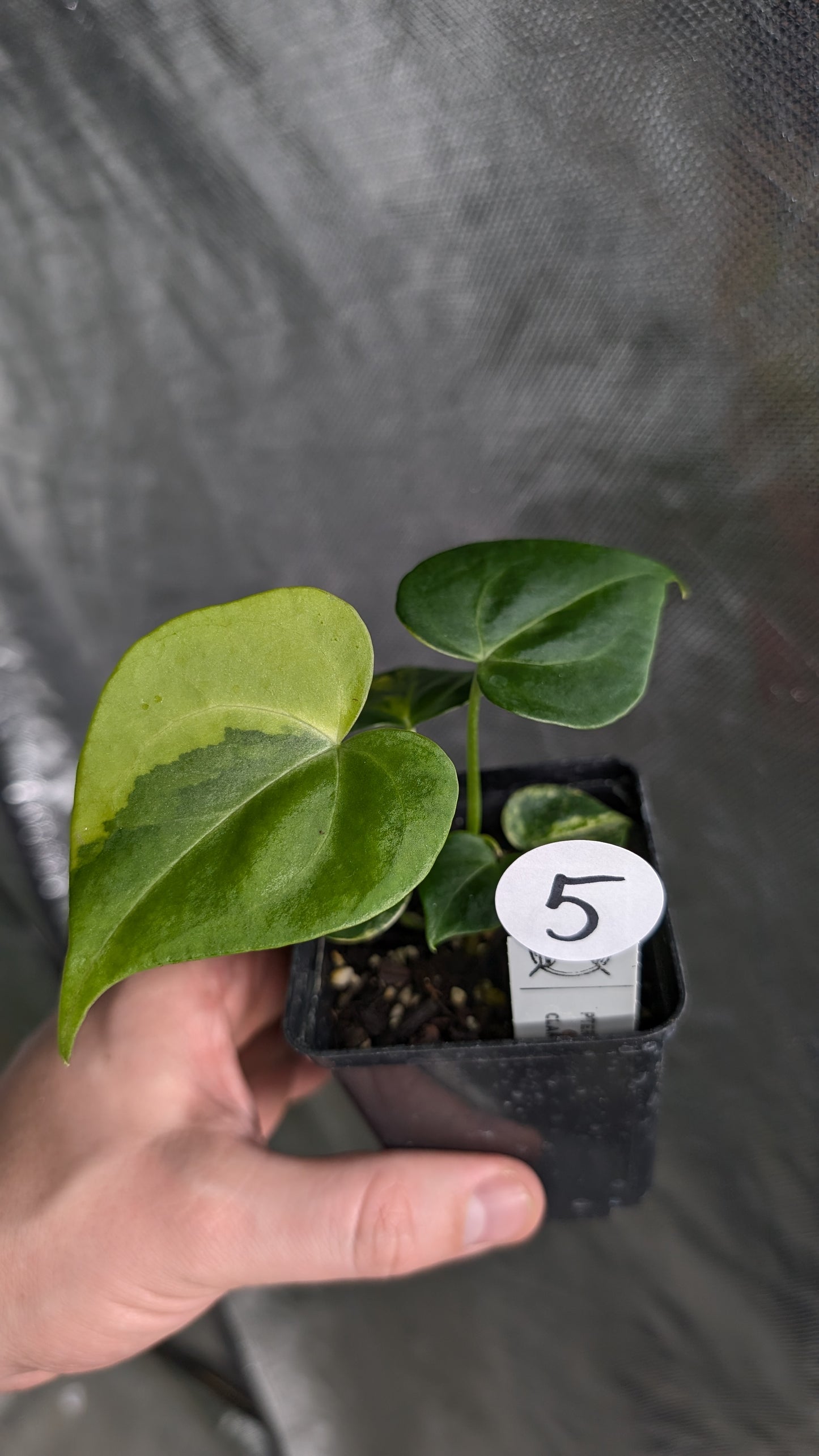 *Variegated* Anthurium Pterodactyl variegata x Clarinervium (or x self)