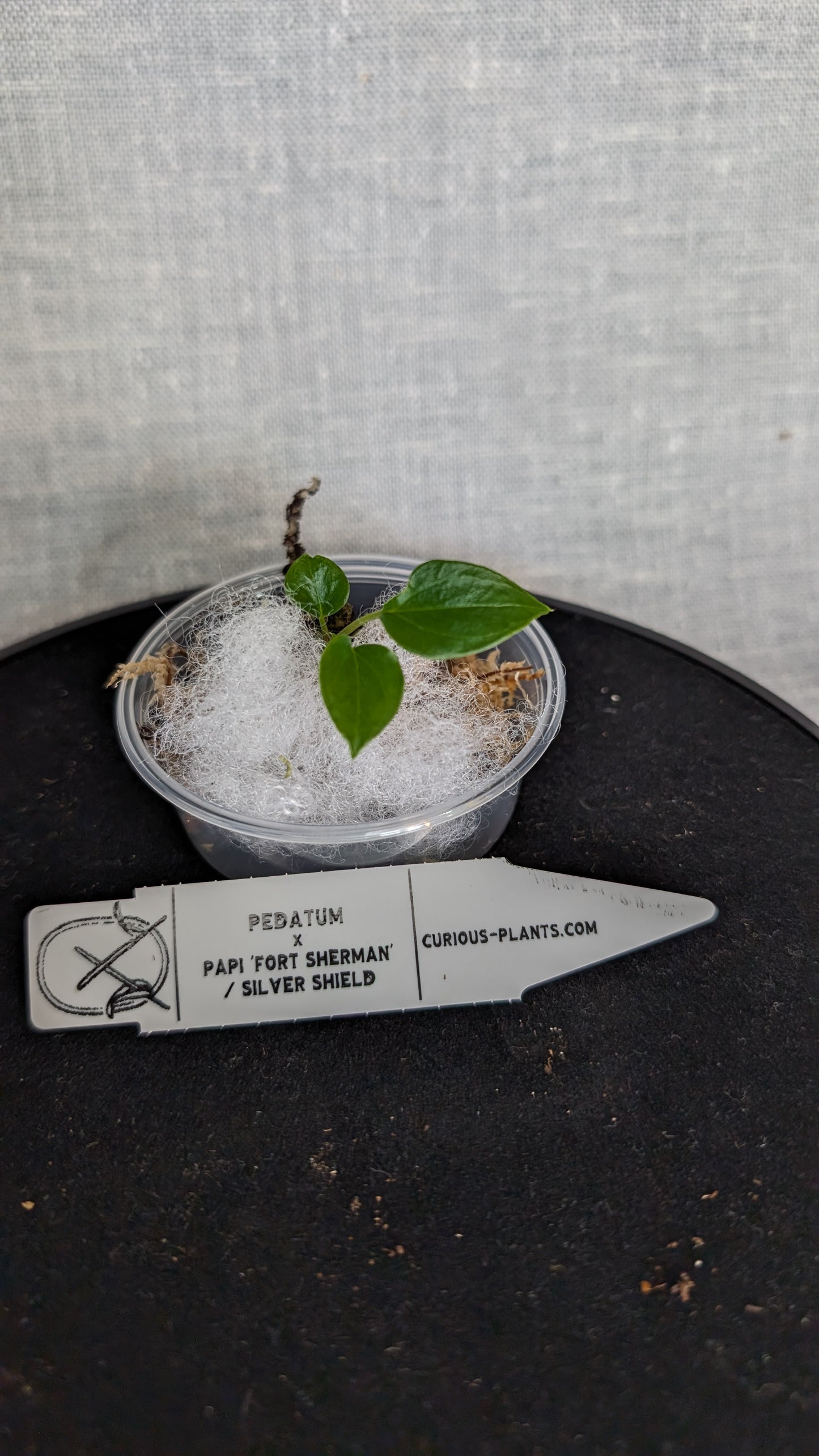 Anthurium Pedatum x Papillilaminum 'Fort Sherman' / Silver Shield