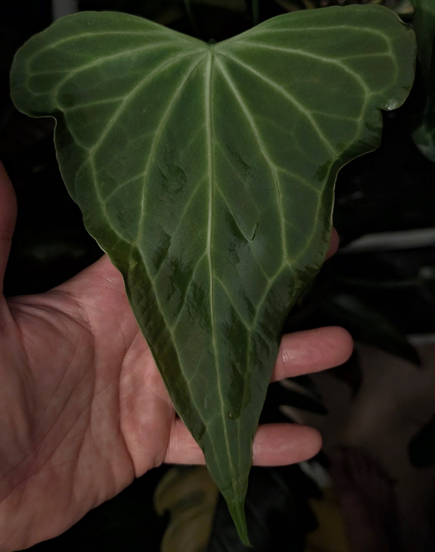 Anthurium Diabloense 'narrow' x Delta Force