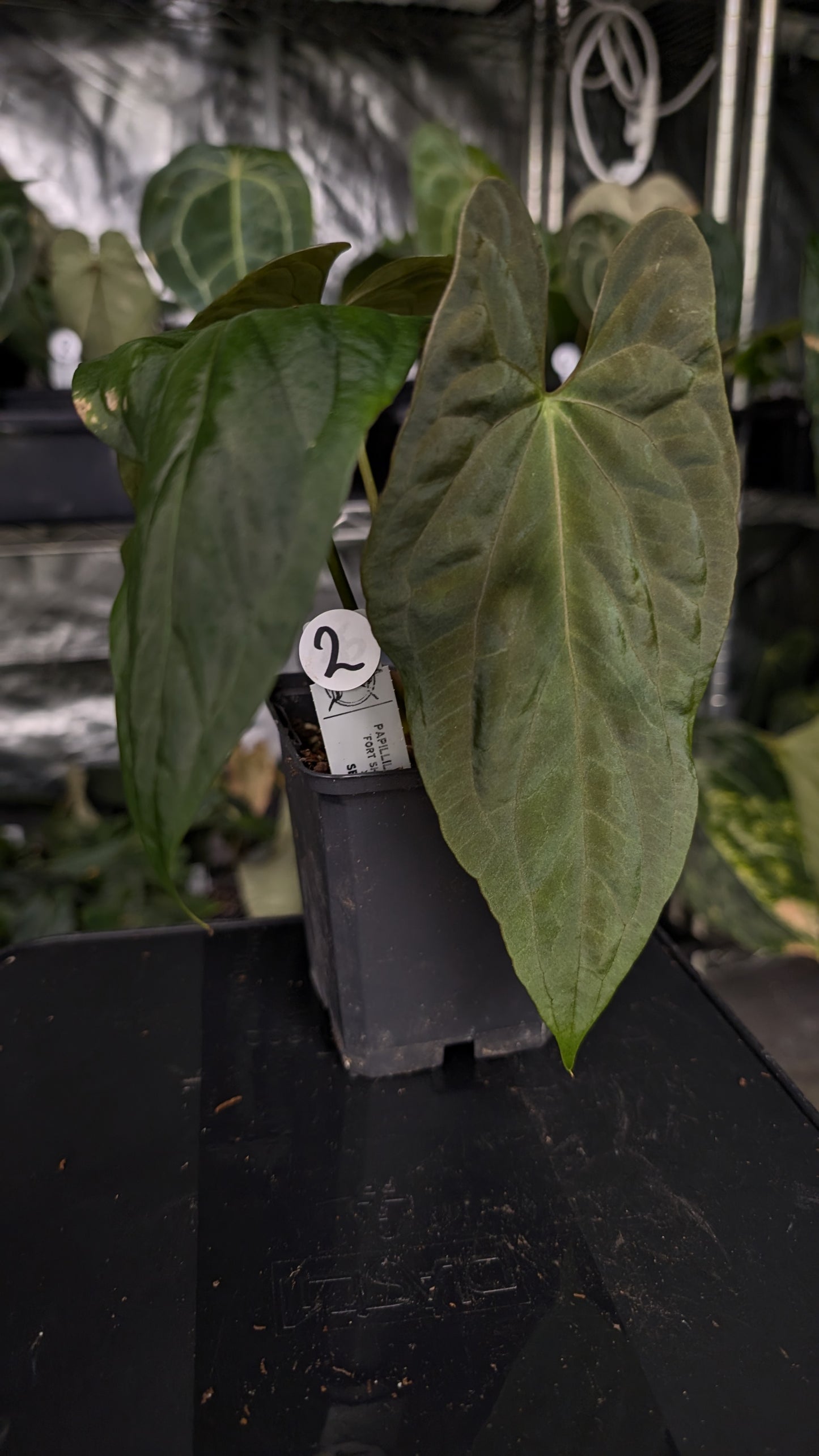 Anthurium Papillilaminum 'Fort Sherman'