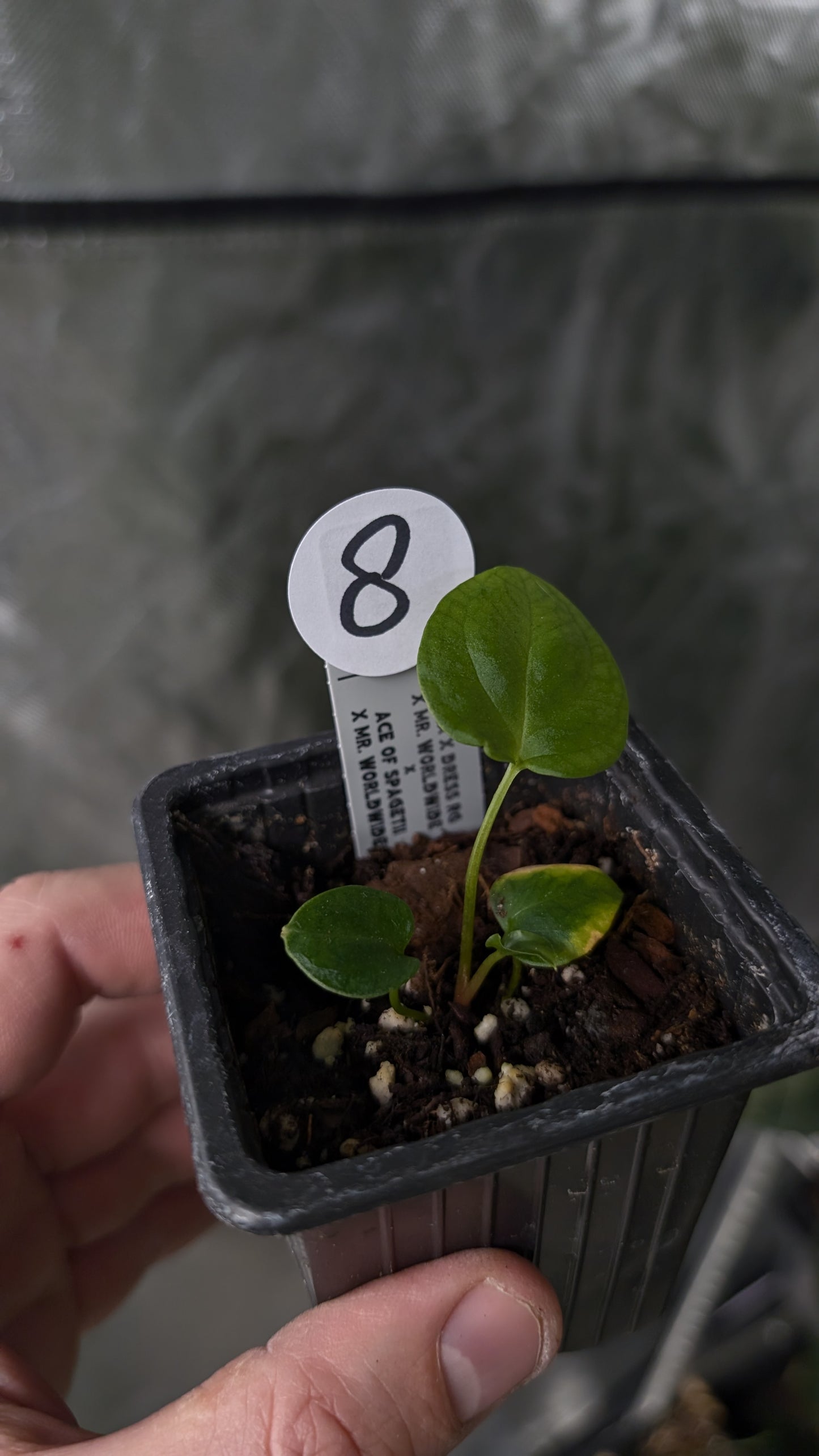 Anthurium [Carlablackiae x Dressleri Rio Guanche x Mr. Worldwide] x [Ace of Spagetii x Mr Worldwide]