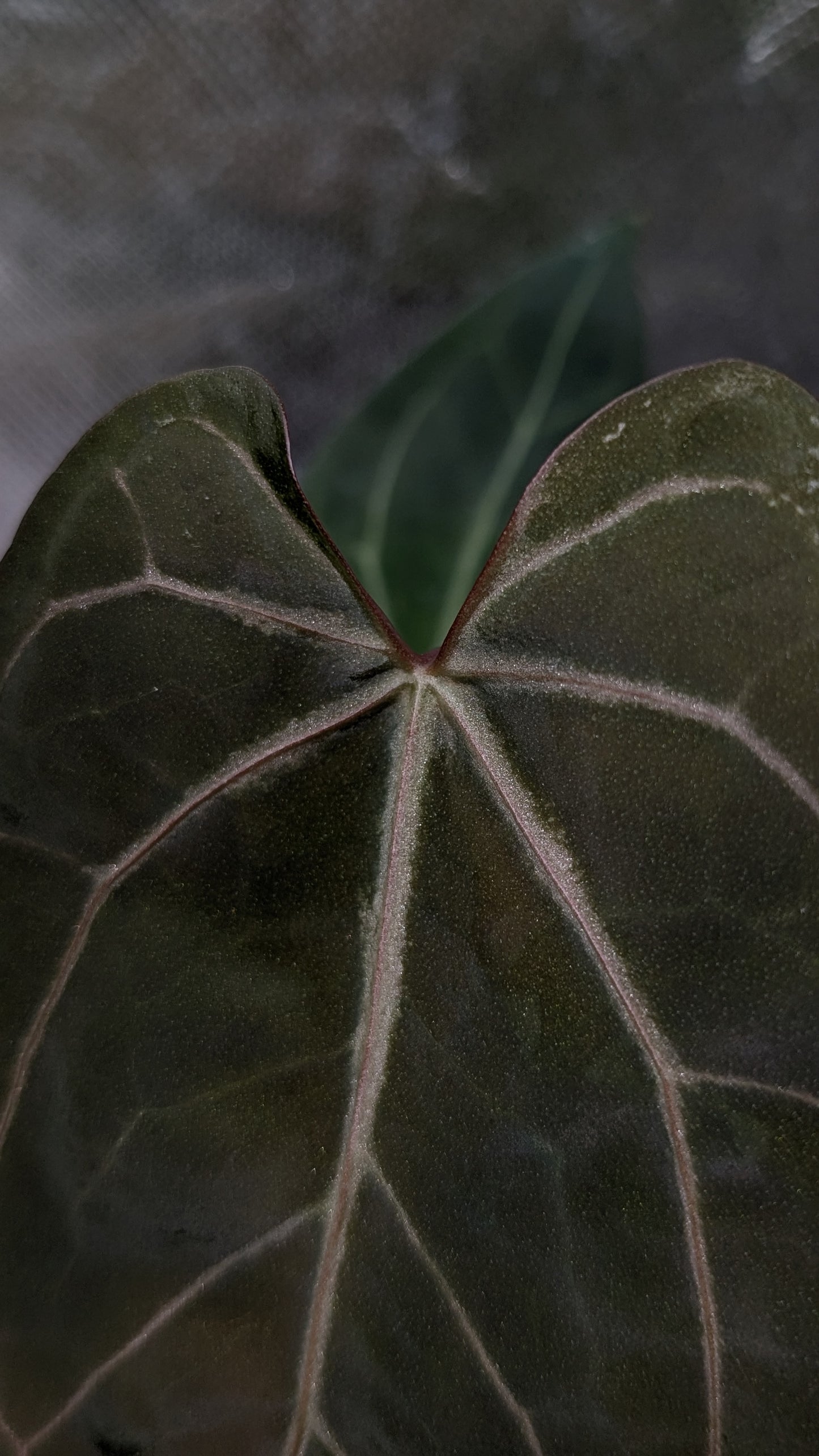 Anthurium Doc Block F1 x Mr Worldwide