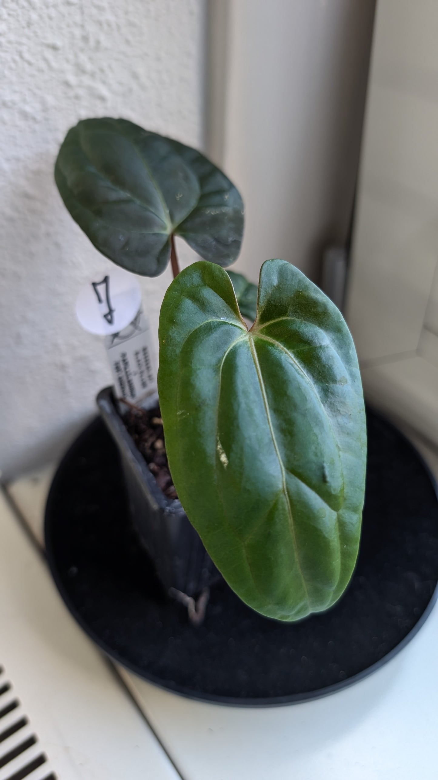 Anthurium Besseae aff 'Black Pillow' x Papillilaminum 'Fort Sherman' seedlings