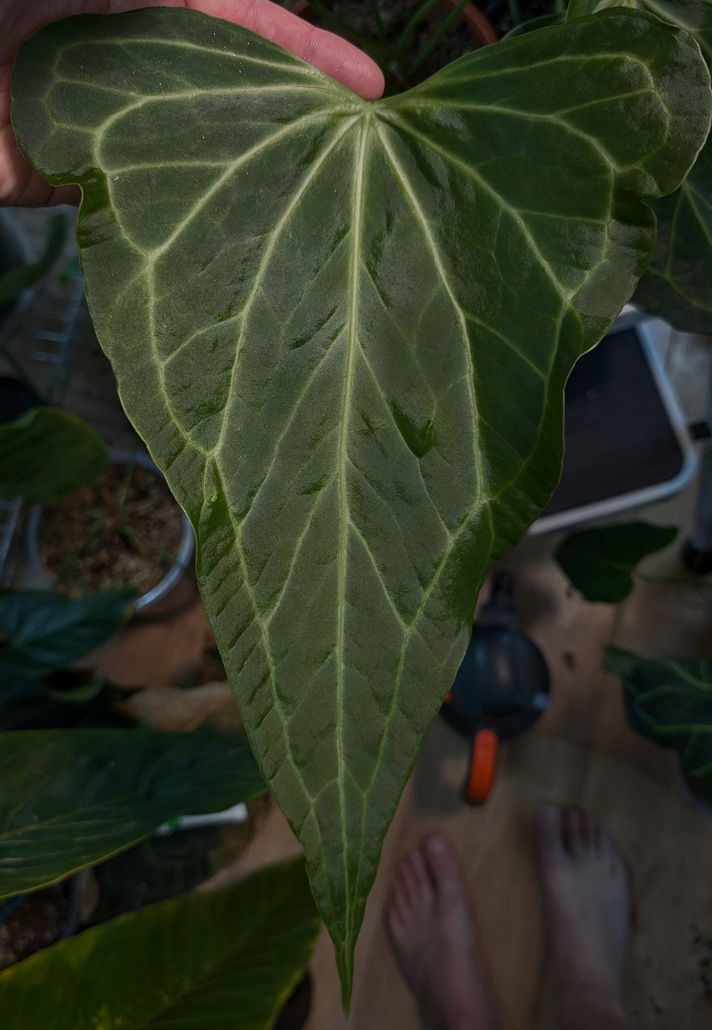 Anthurium Diabloense 'narrow' x Delta Force