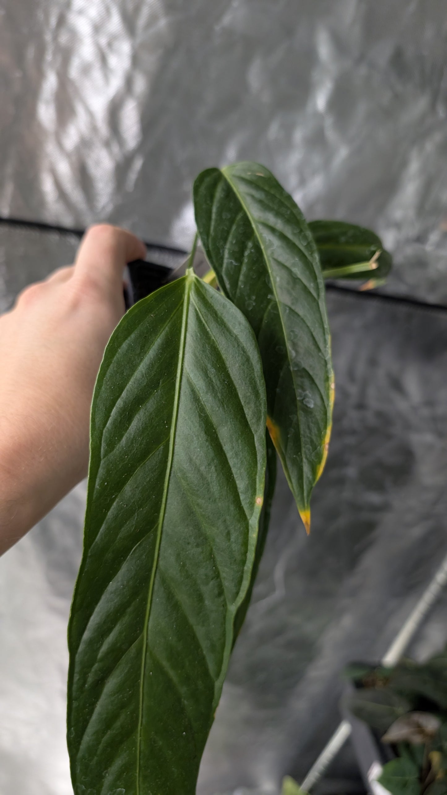 Anthurium Spectabile