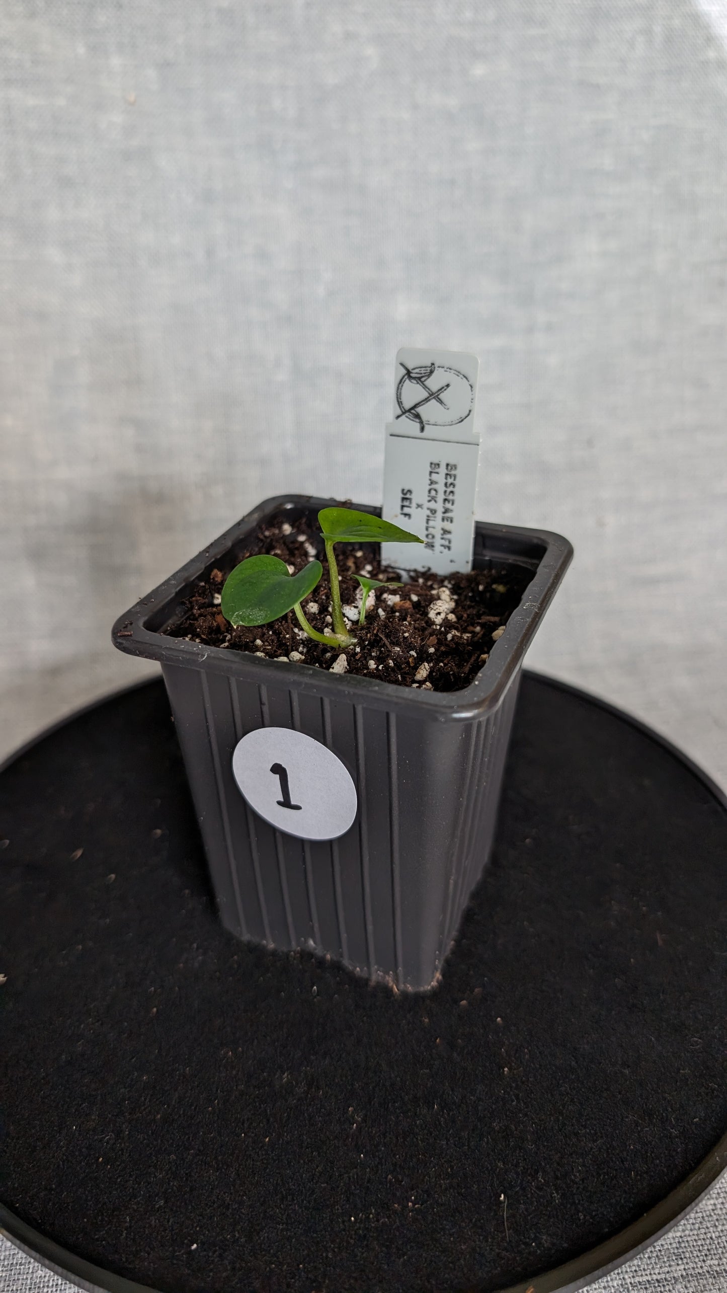 Anthurium Besseae aff. 'Black Pillow'