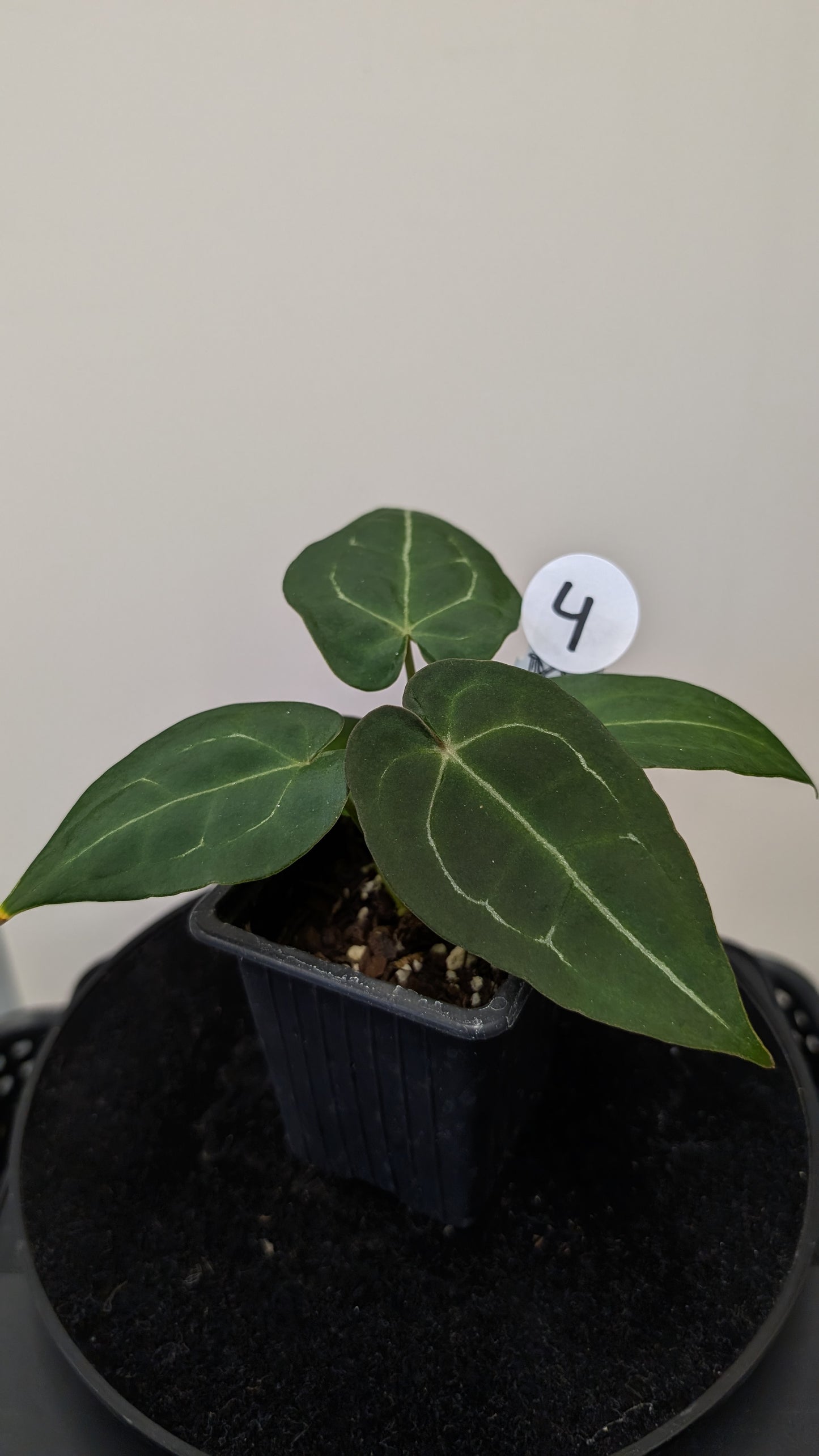 Anthurium Doc Block Zara x Michelle 'selected dark form' x Forgetii Dark
