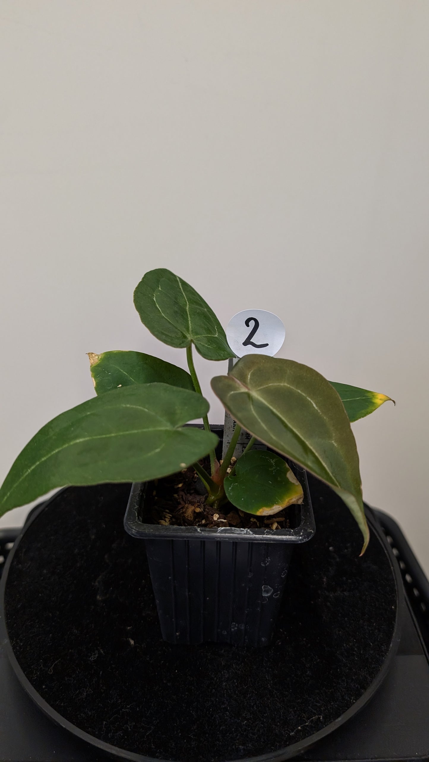 Anthurium Doc Block Zara x Michelle 'selected dark form' x Forgetii Dark
