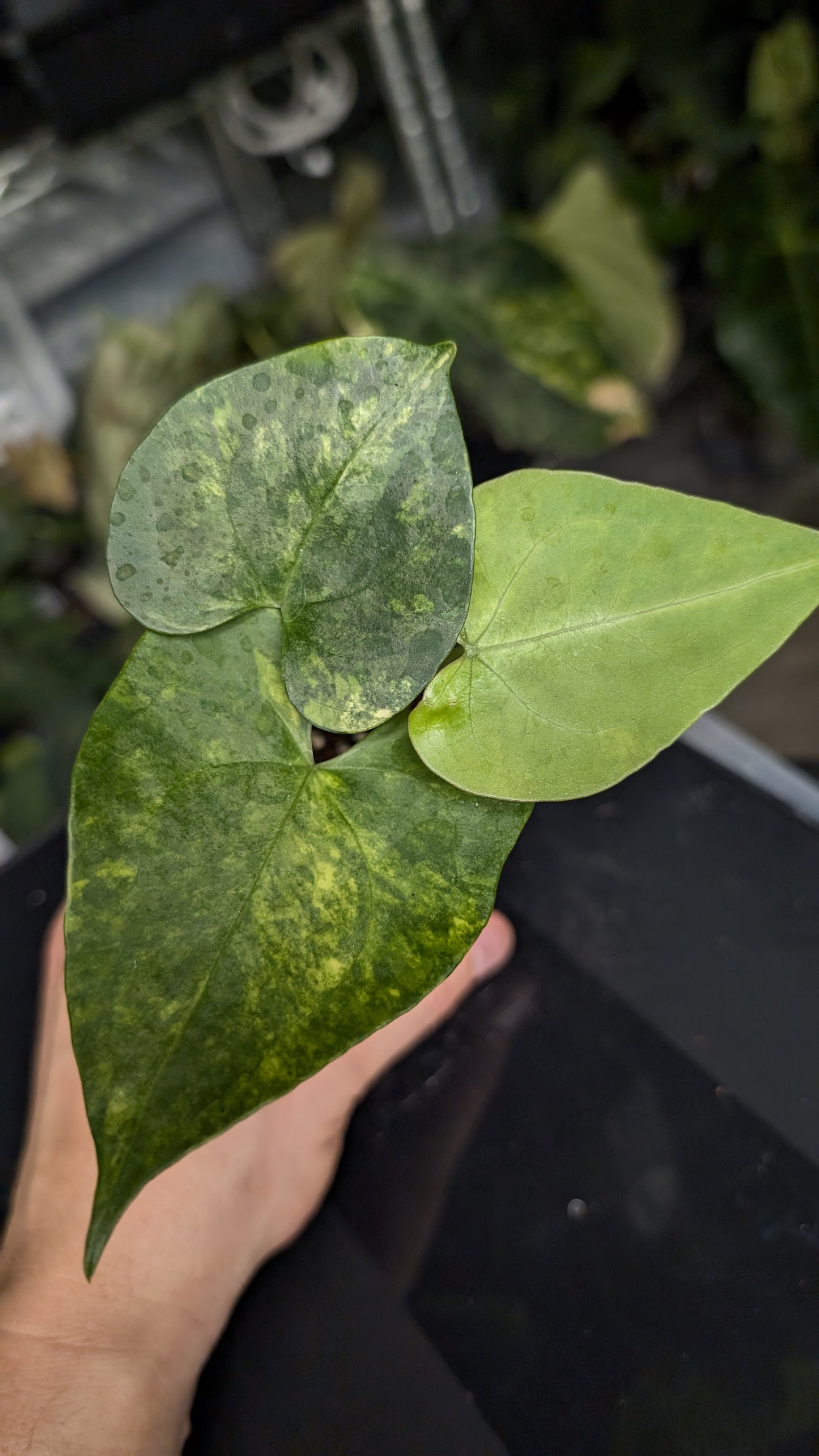 Variegated Anthurium Pterodactyl variegata x Clarinervium