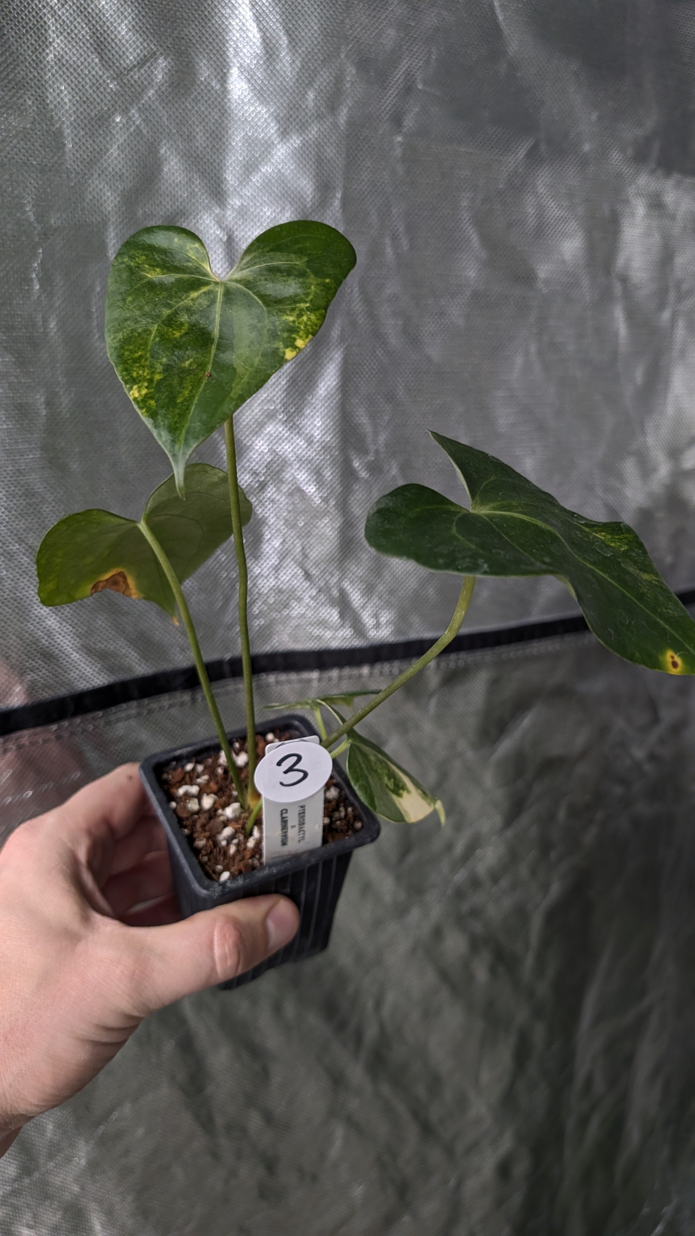 Variegated Anthurium Pterodactyl variegata x Clarinervium
