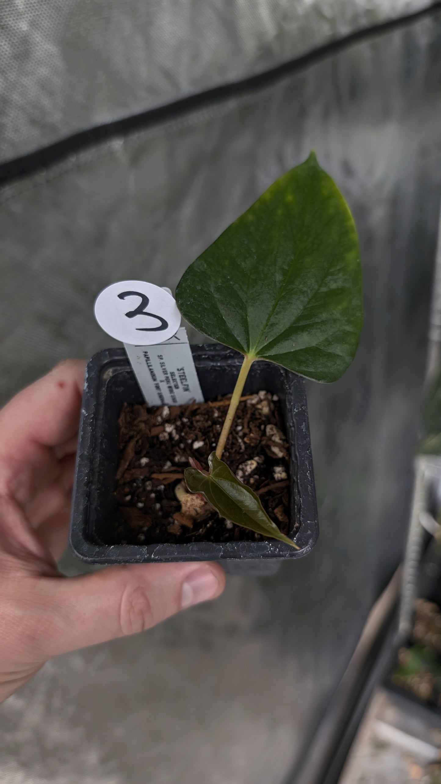 Anthurium 'Steelfin' clone
