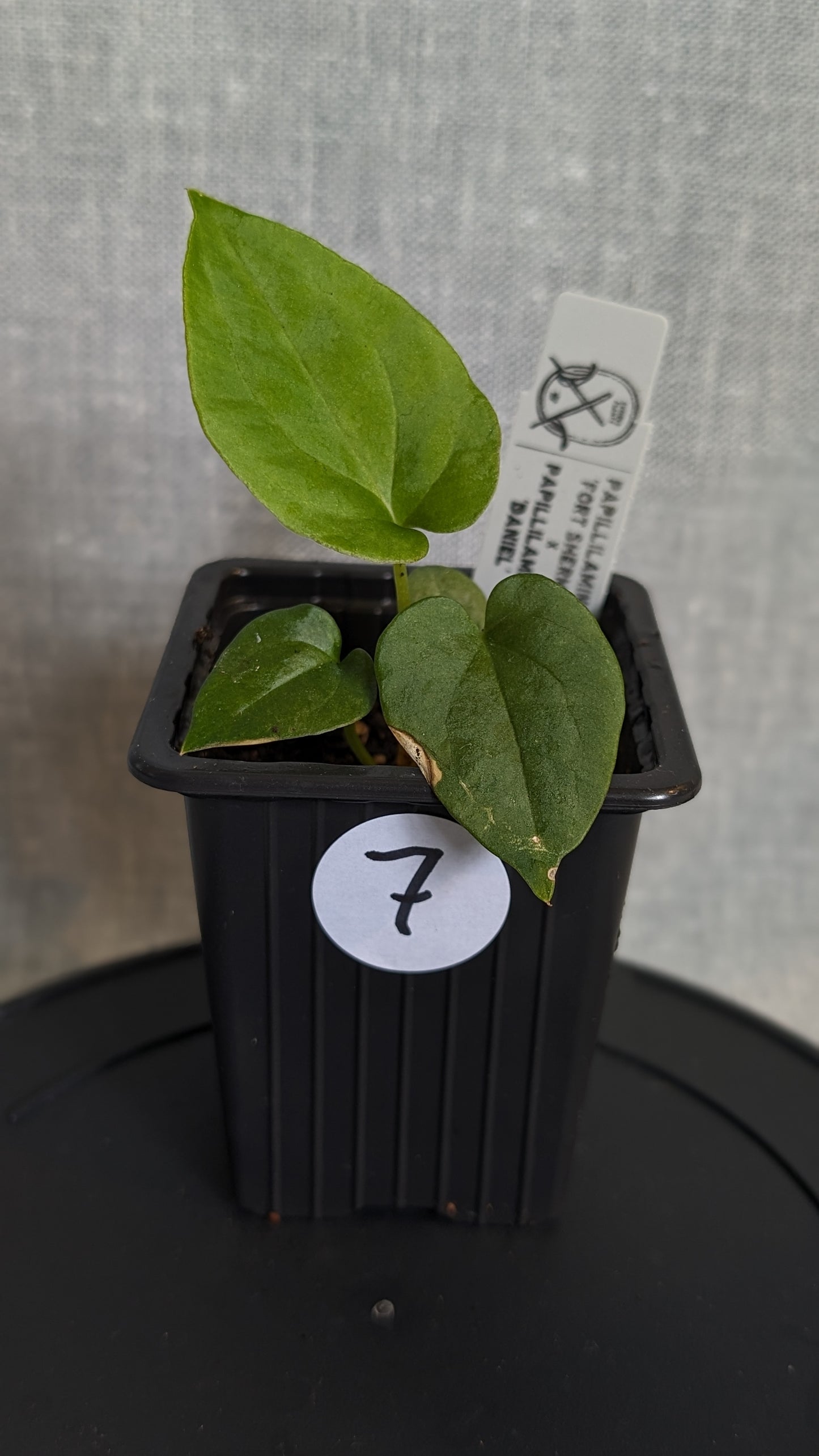 Anthurium Papillilaminum 'Fort Sherman' x Papillilaminum 'Daniel' - Big Seedling