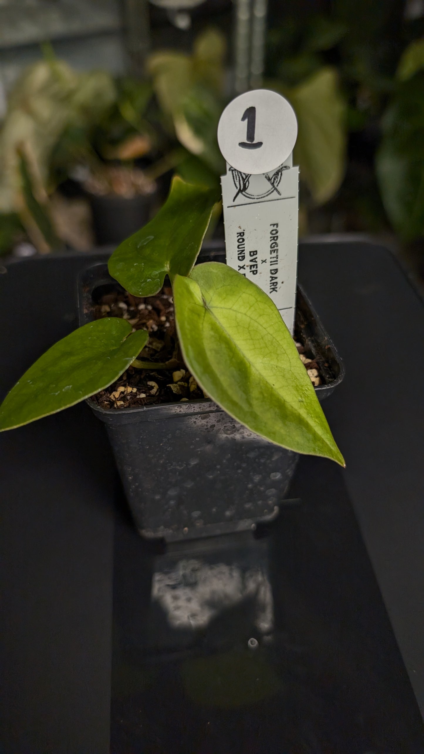 Anthurium Forgetii dark form x BVEP 'Round x Felix'