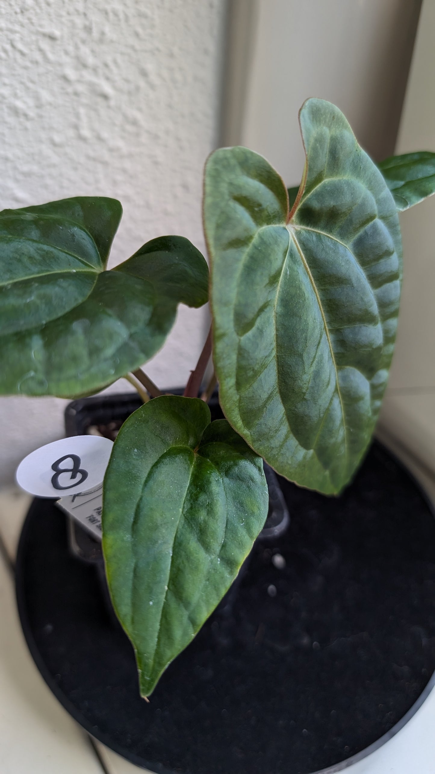 Anthurium Besseae aff 'Black Pillow' x Papillilaminum 'Fort Sherman' seedlings
