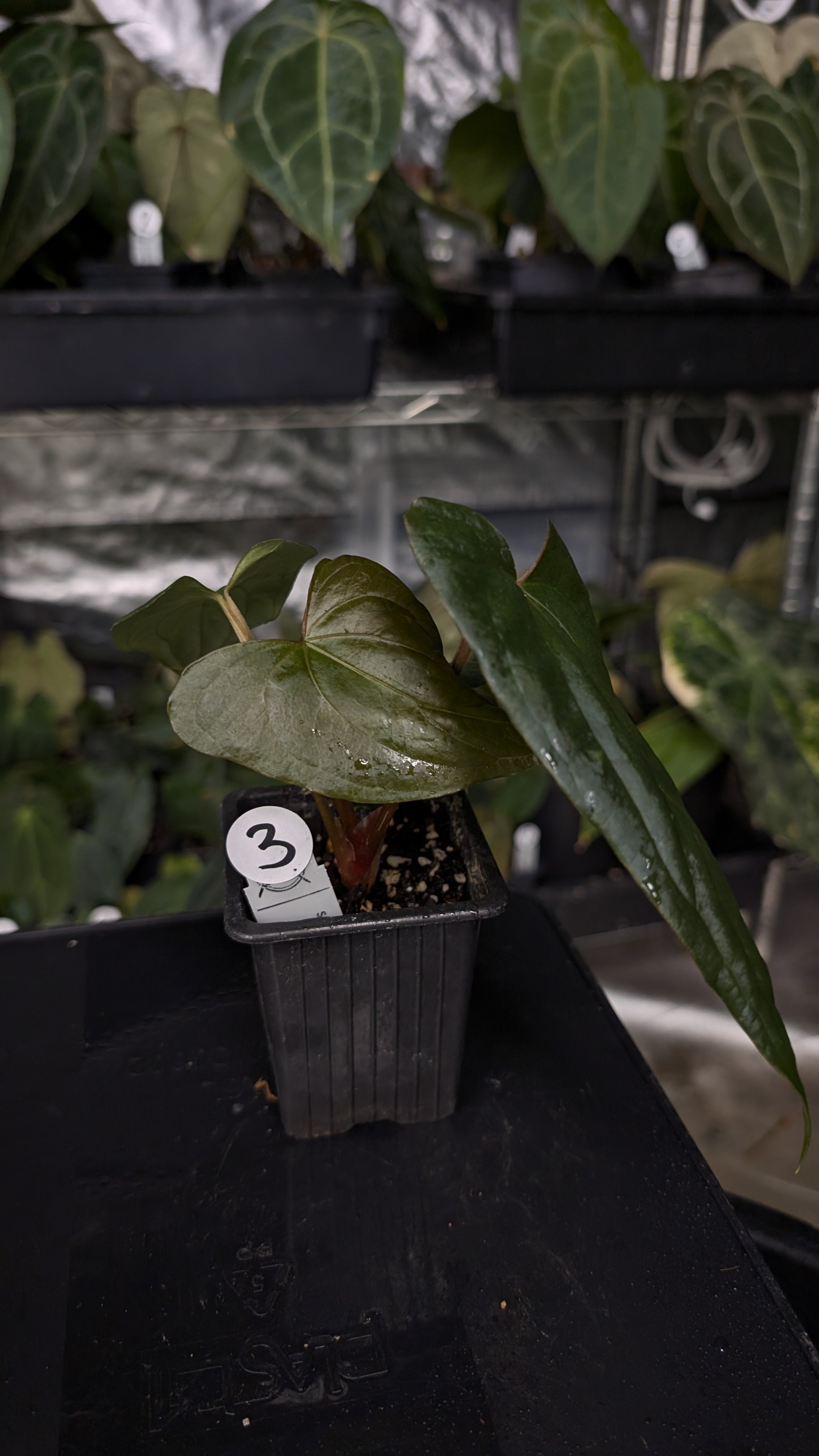 Anthurium Sp. Silver Peru Wide Sinus x Papillilaminum 'Fort