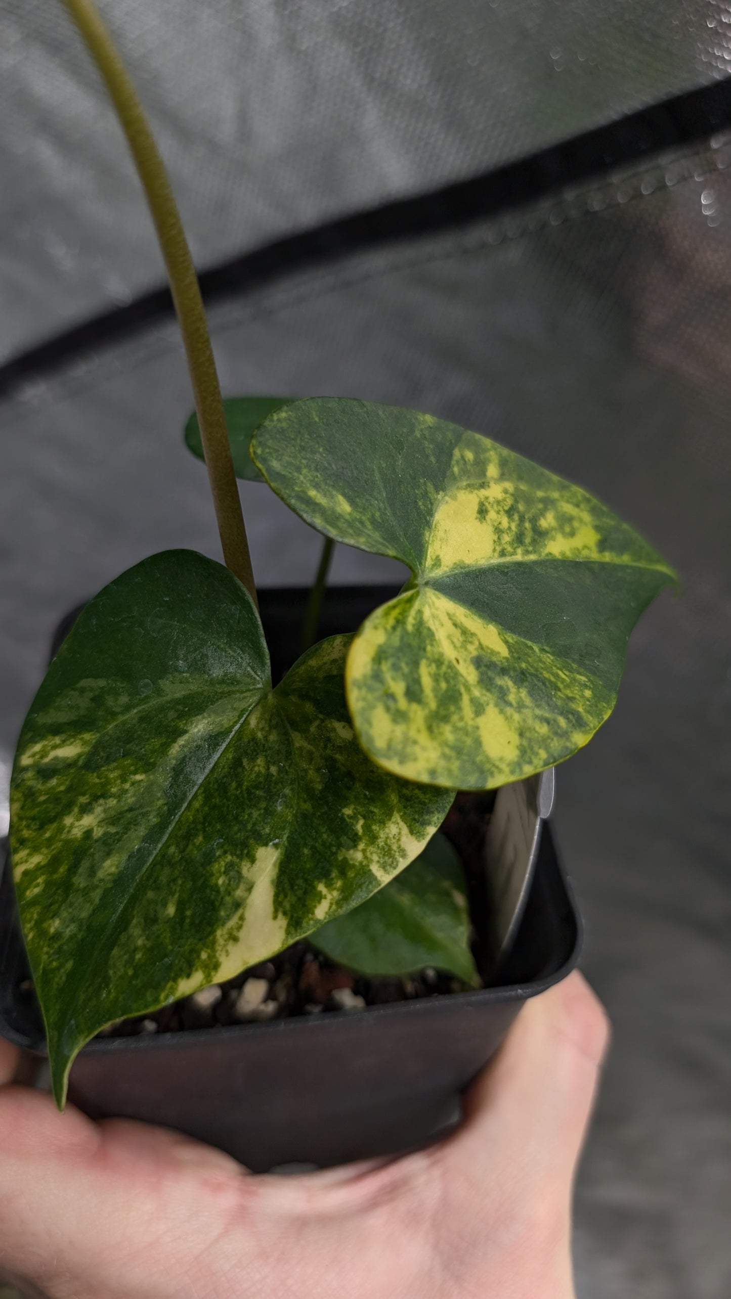*Variegated* Anthurium Pterodactyl variegata x Clarinervium (or x self)