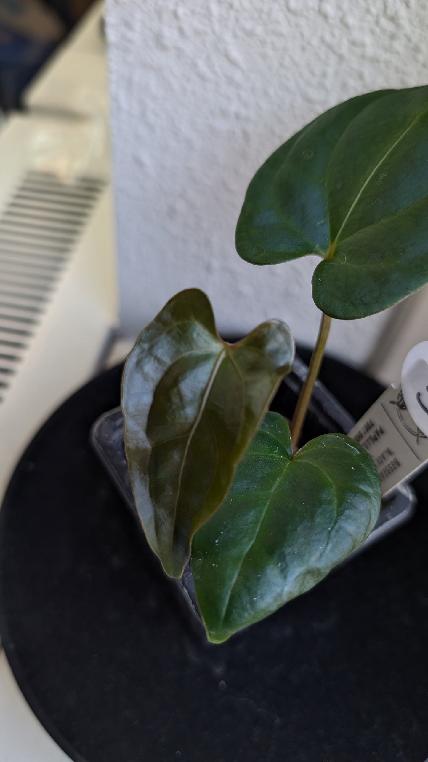 Anthurium Besseae aff 'Black Pillow' x Papillilaminum 'Fort Sherman' seedlings