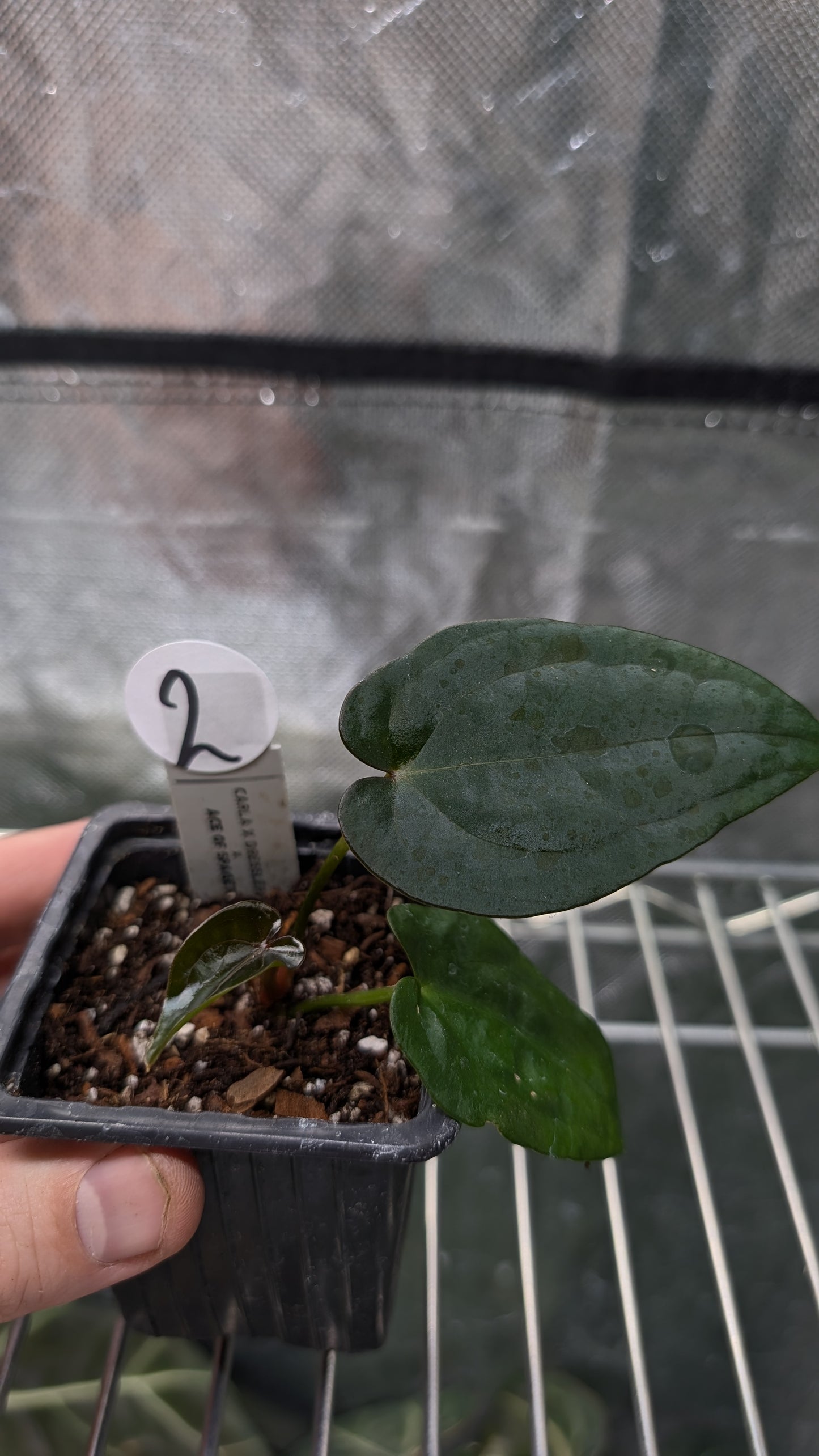 Anthurium (Carlablackiae x Dressleri Rio Guanche) X 'Ace of Spagetii'