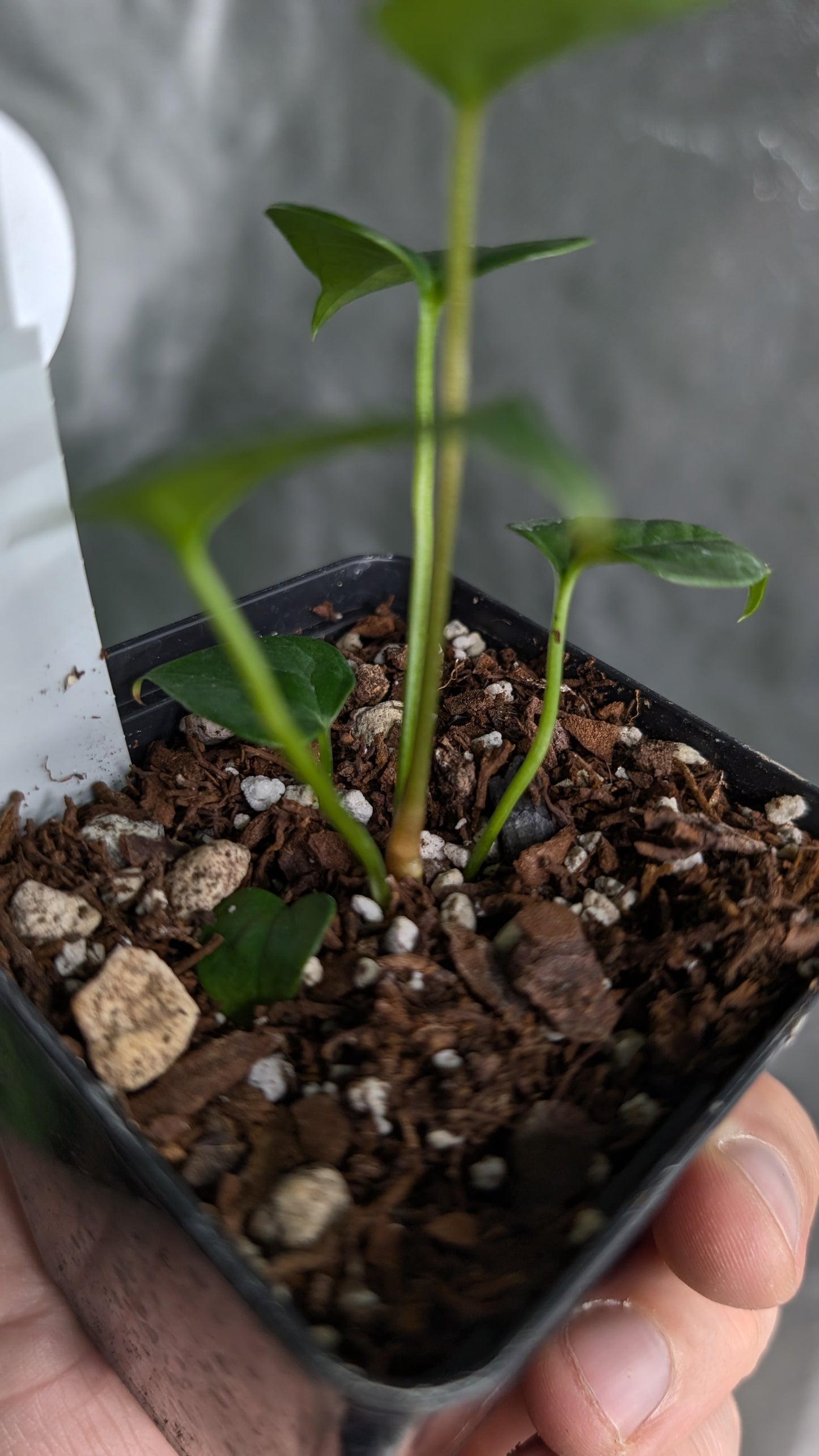 Anthurium 'Mr Worldwide' x Diabloense
