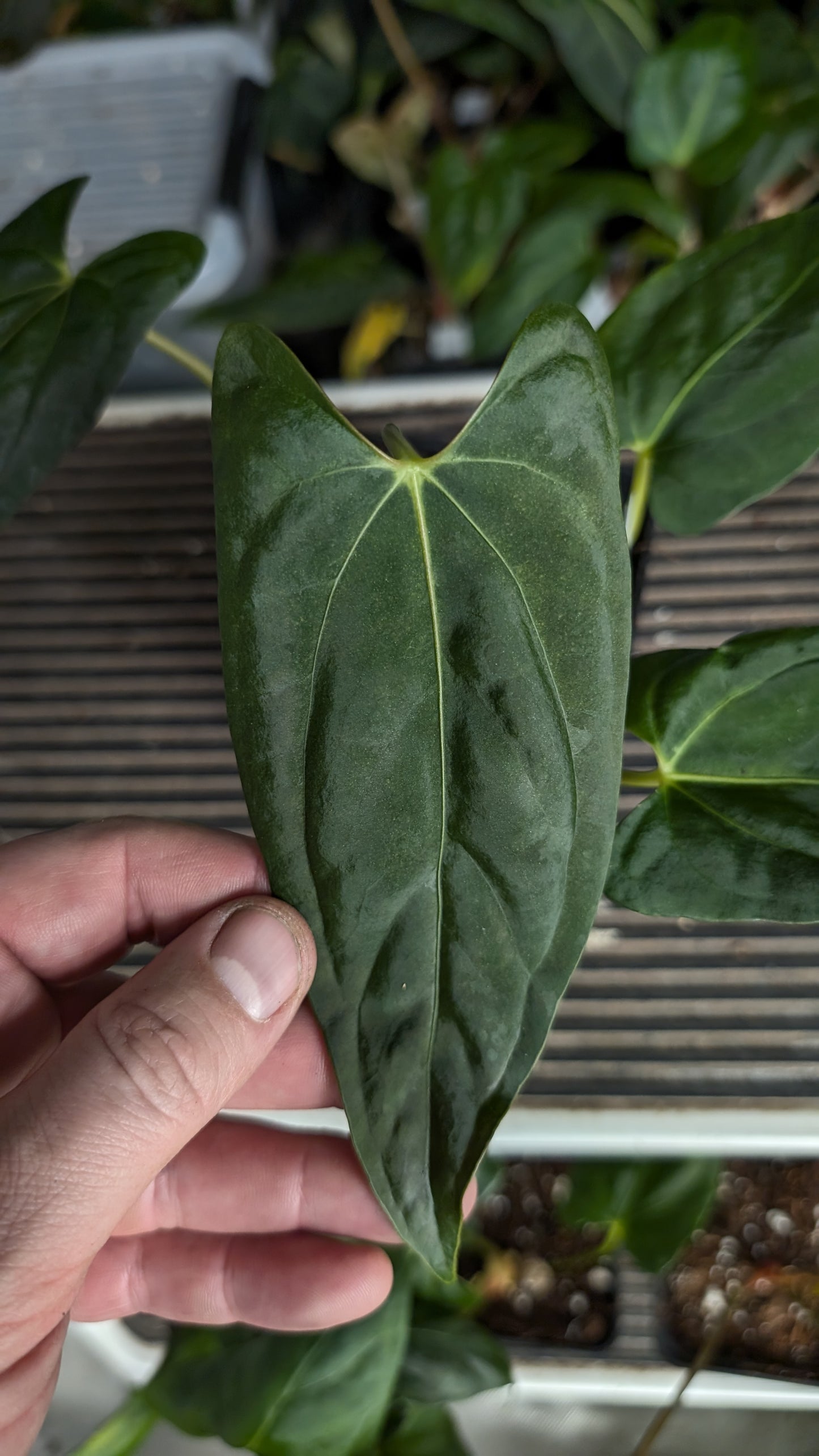 Anthurium Papillilaminum 'Fort Sherman' x Mr. Worldwide