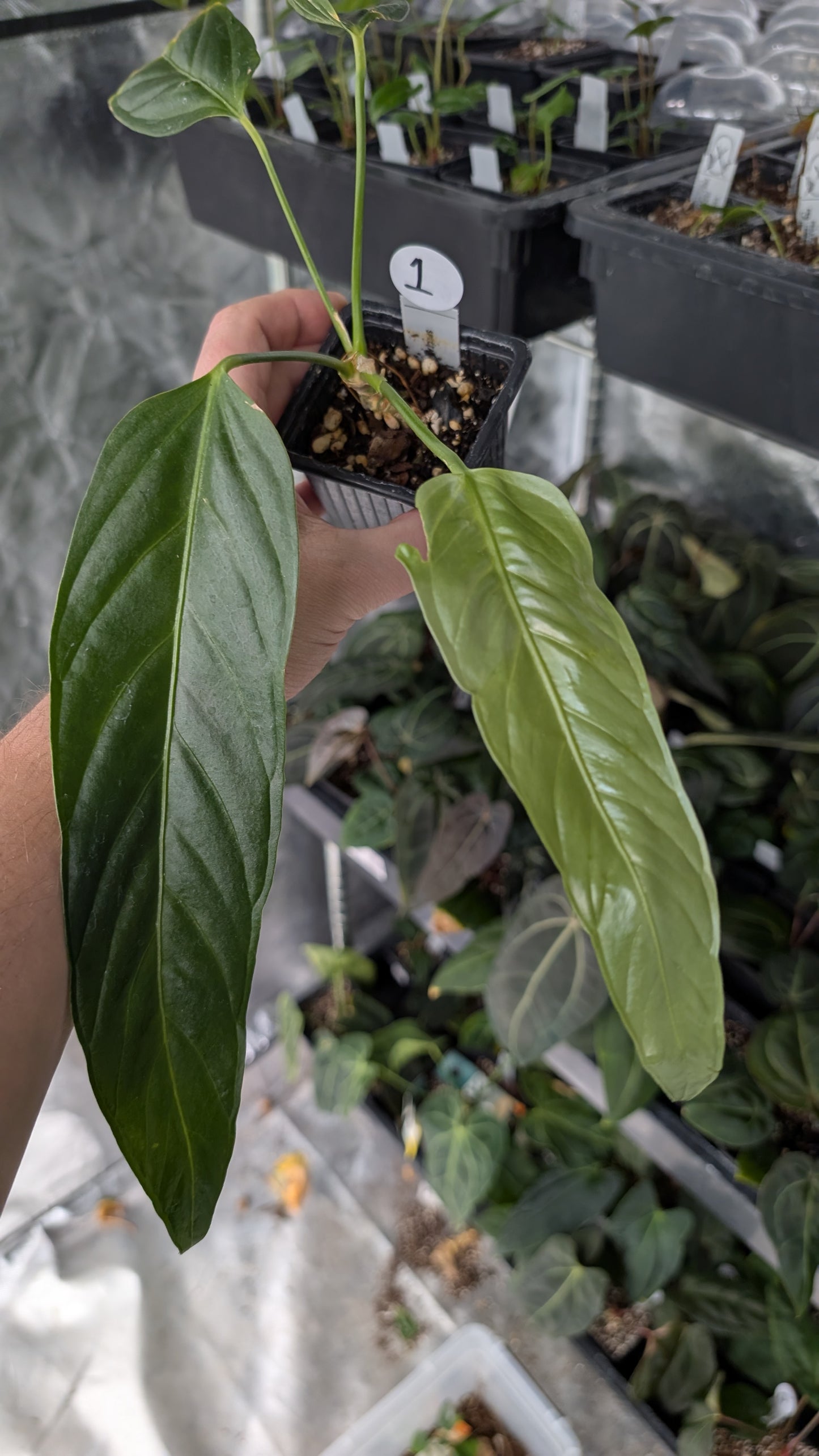 Anthurium Spectabile