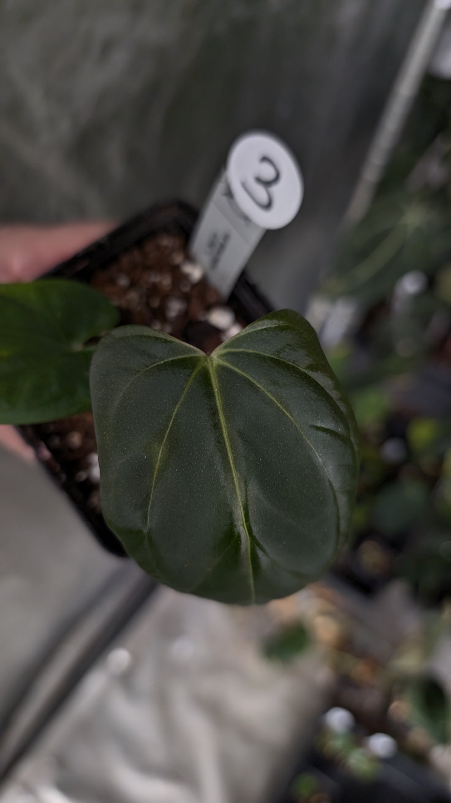 Anthurium Mr. Worldwide Clone #1