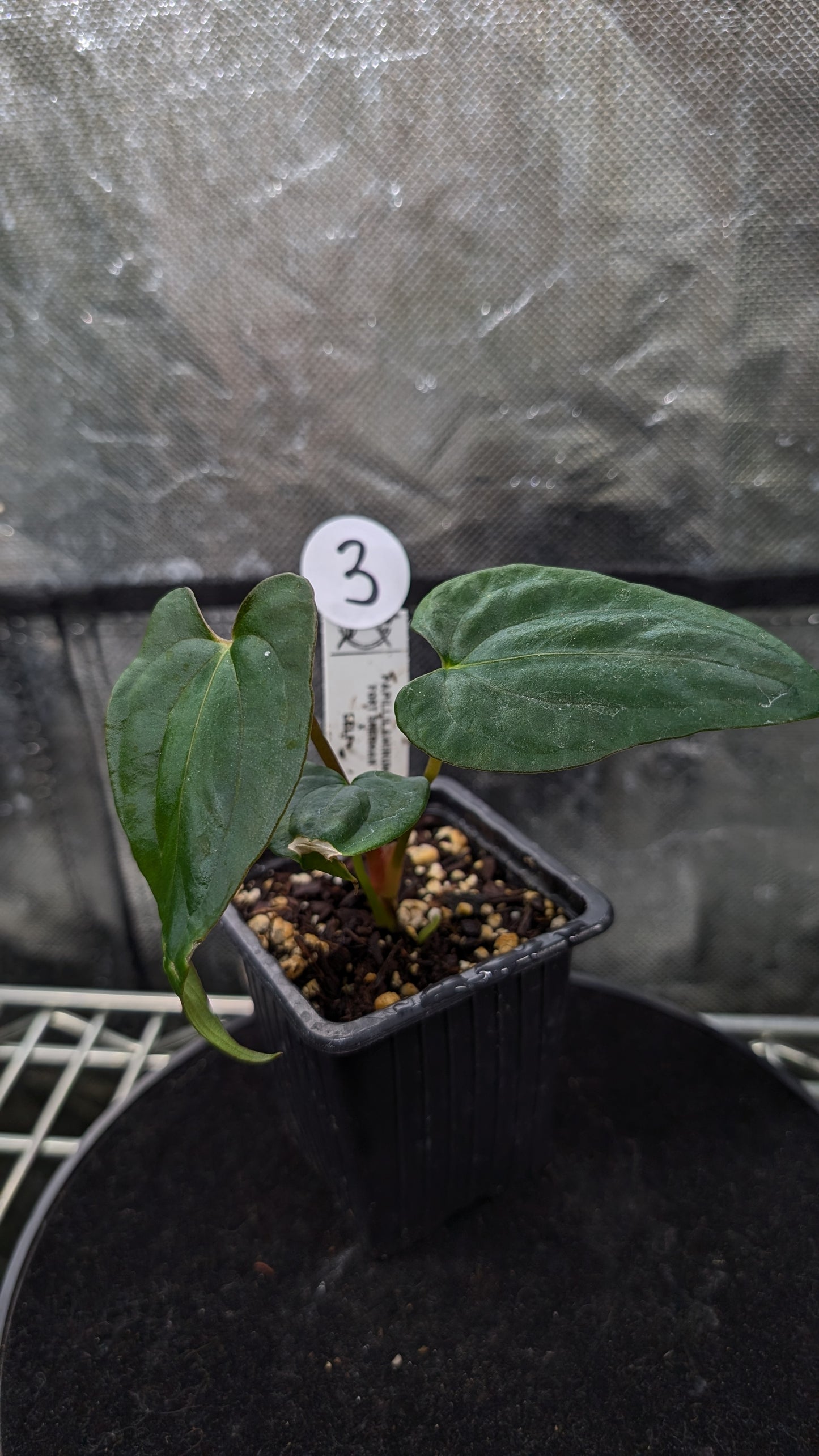 Anthurium Papillilaminum 'Fort Sherman'