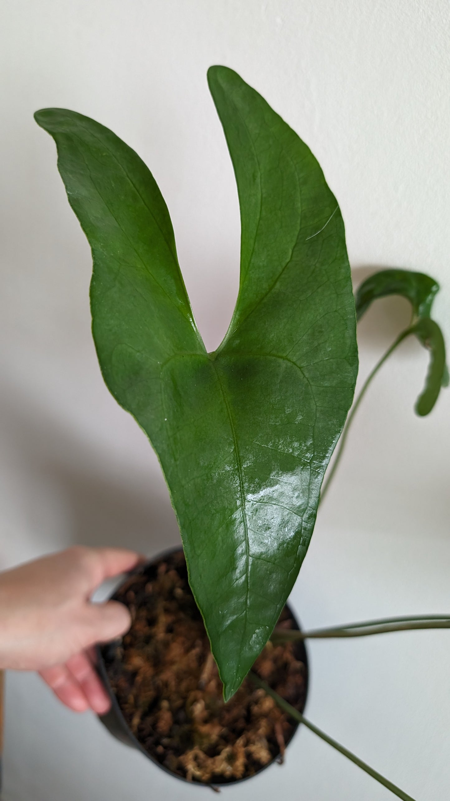 Anthurium (Carlablackiae x Dressleri Rio Guanche) X 'Ace of Spagetii' OR Diabloense