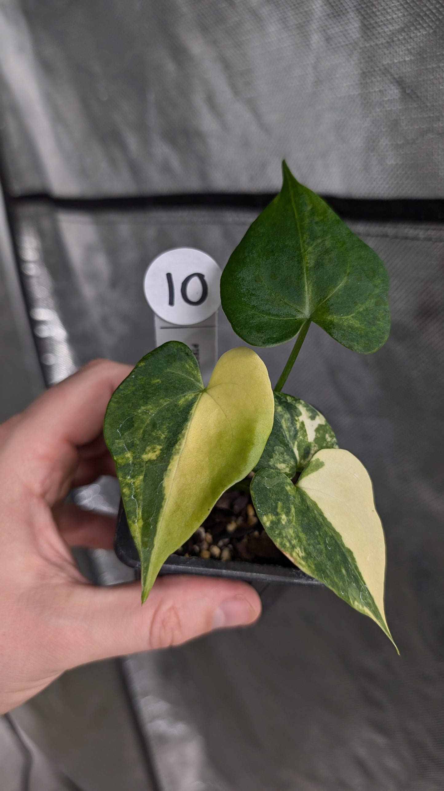 *Variegated* Anthurium Pterodactyl variegata x Clarinervium (or x self)