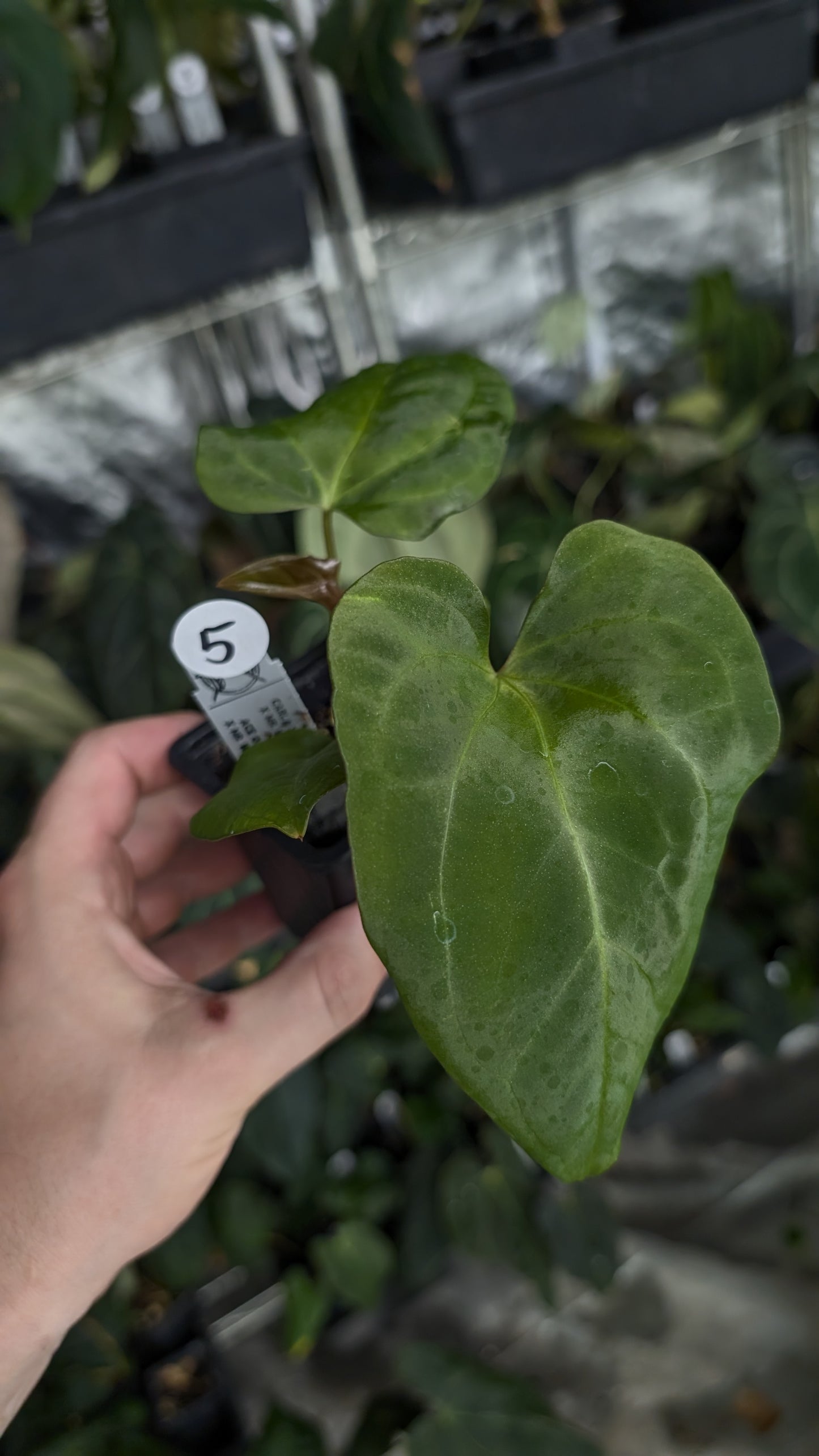 Anthurium [Carlablackiae x Dressleri Rio Guanche x Mr. Worldwide] x [Ace of Spagetii x Mr Worldwide]
