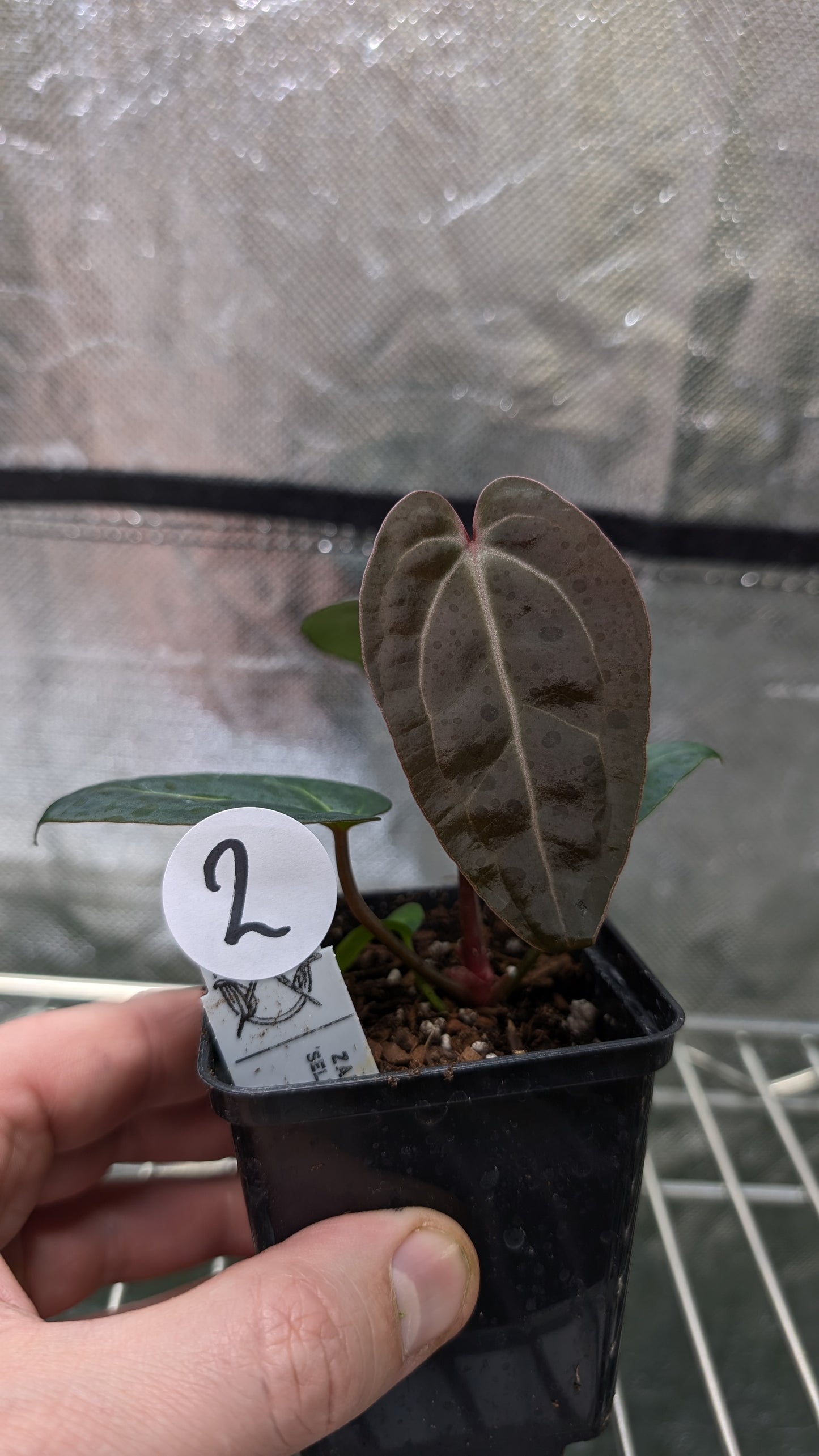 Anthurium Doc Block Zara x Michelle 'Selected Dark Form' x Besseae aff. 'Black Pillow'