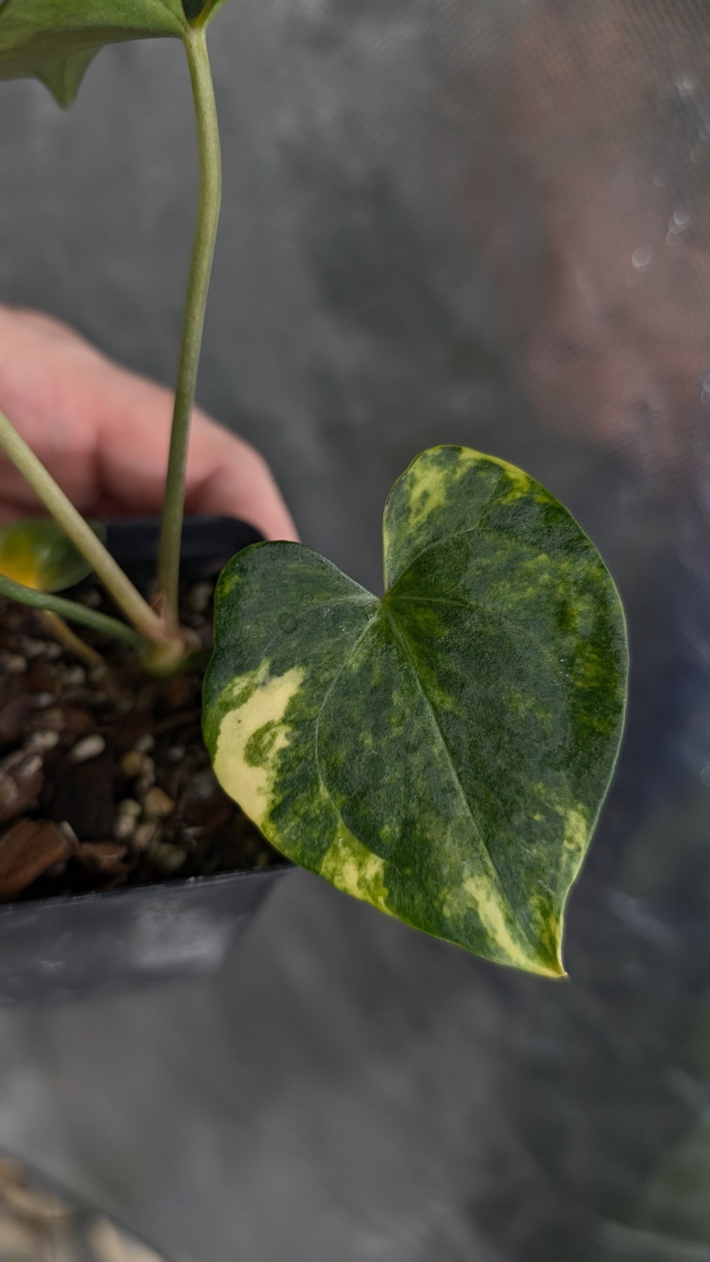*Variegated* Anthurium Pterodactyl variegata x Clarinervium (or x self)
