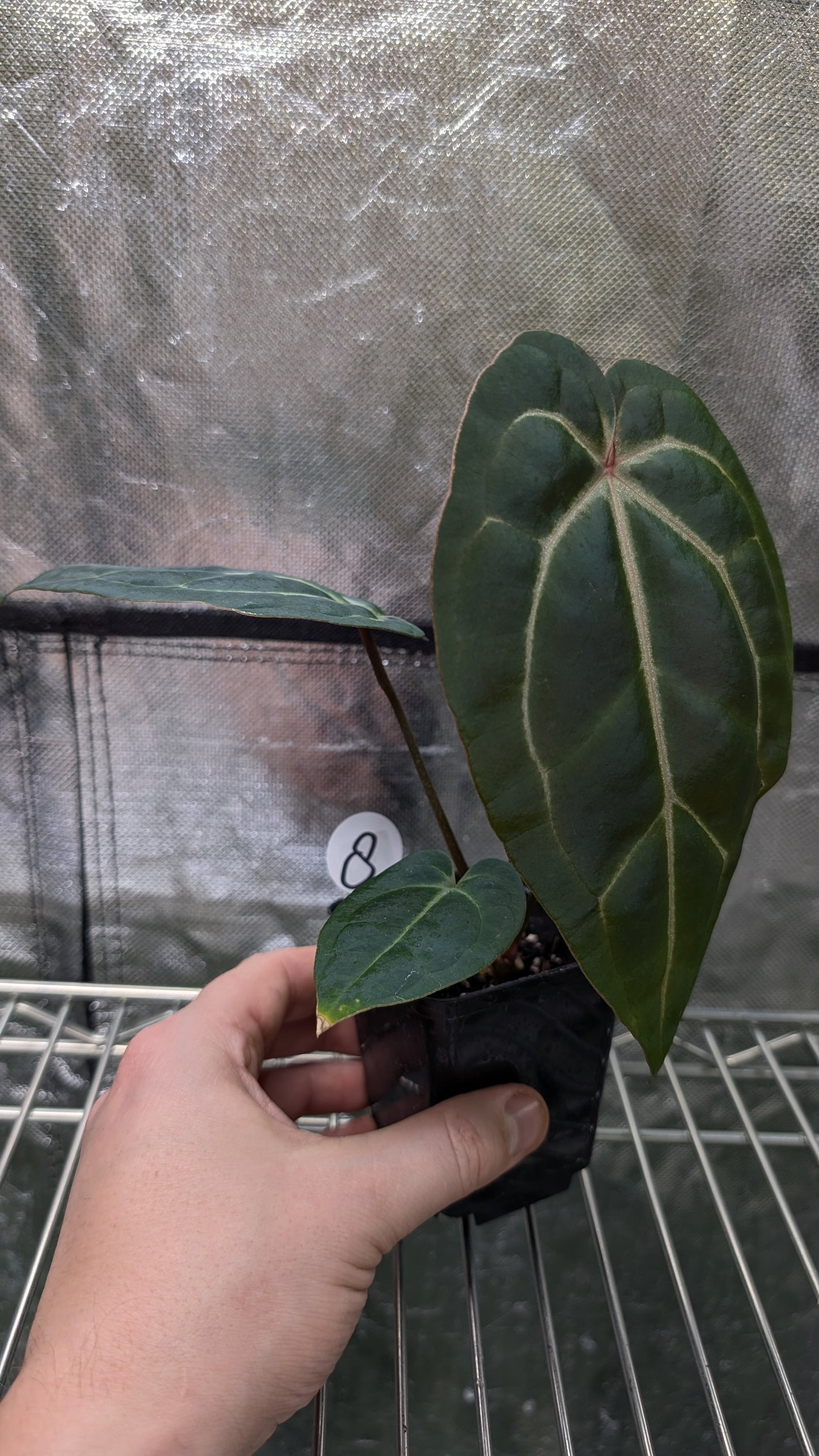 Anthurium Doc Block Zara x Michelle 'Selected Dark Form' x Besseae aff. 'Black Pillow'