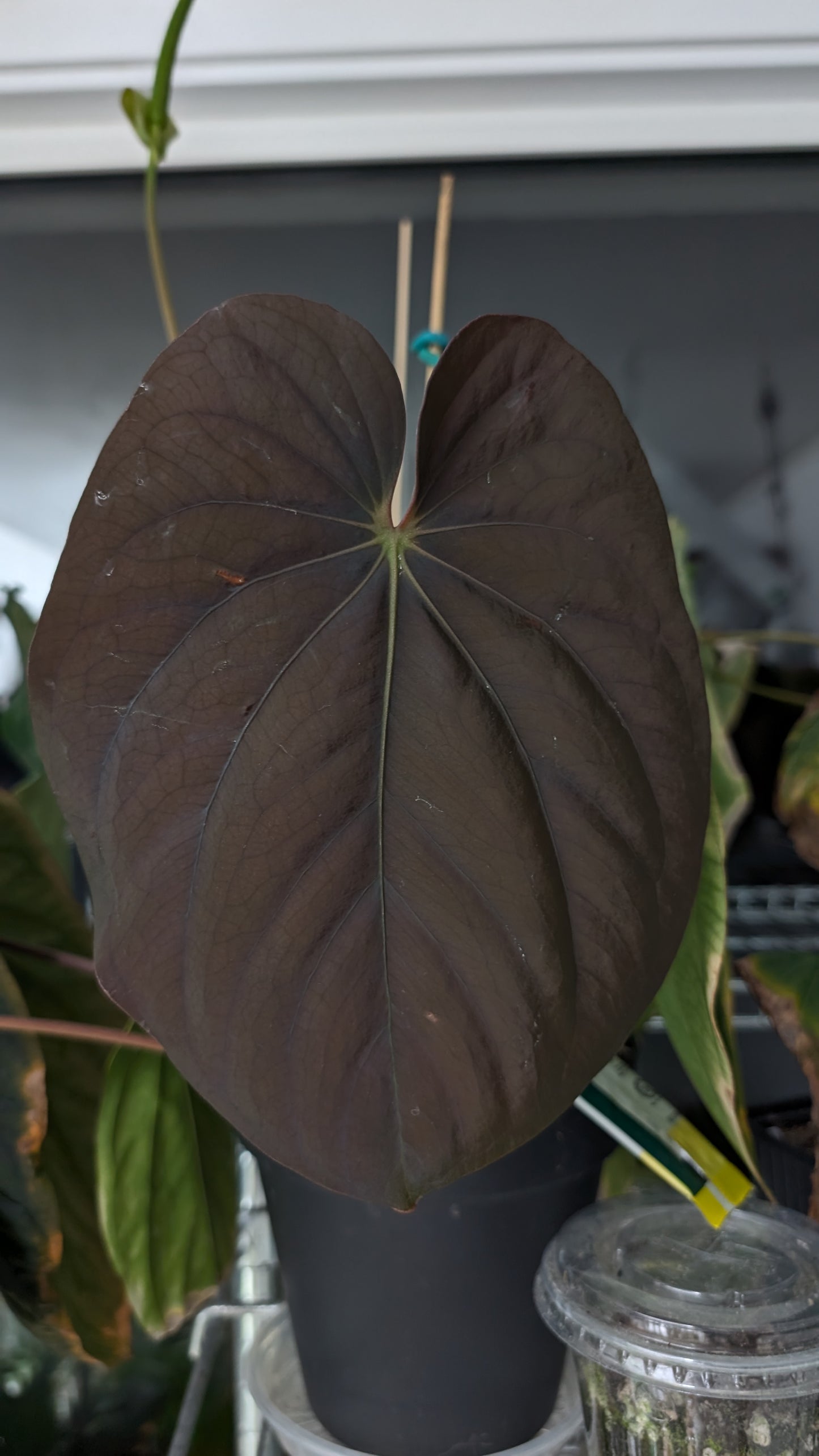 Anthurium King of Spades x BVEP (RxF) or (Sp. Napo x Luxurians)