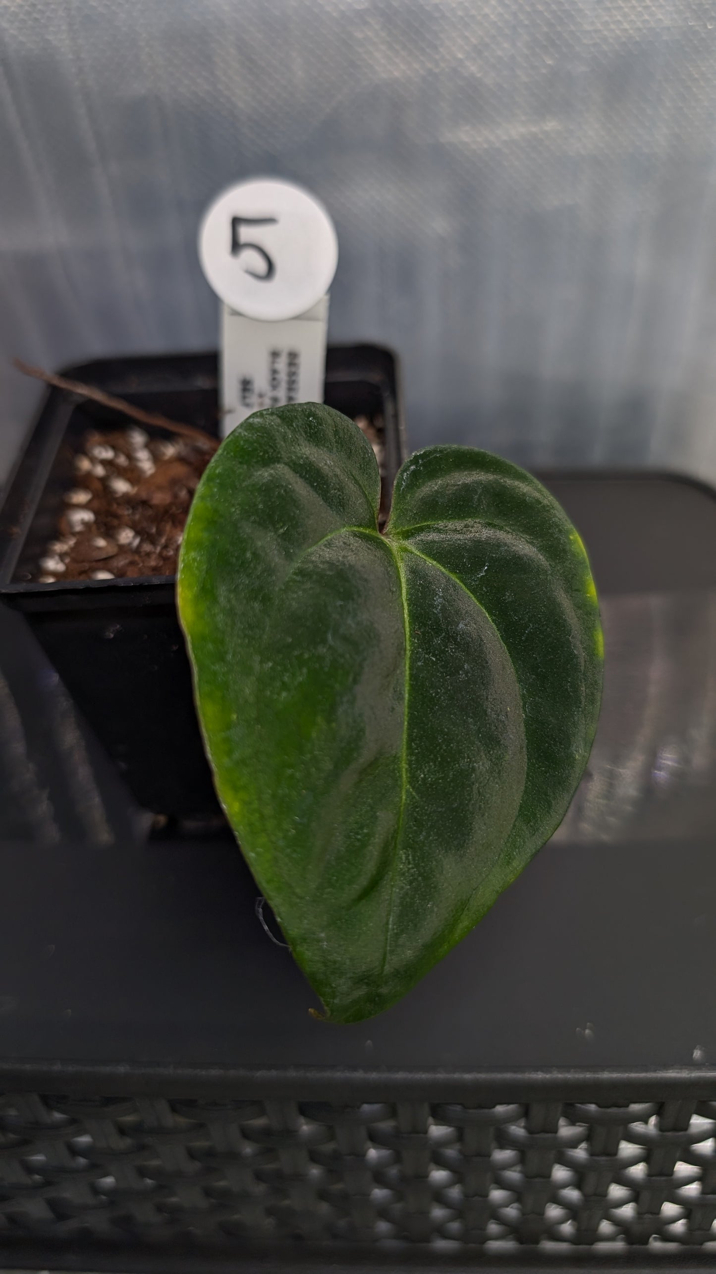 Anthurium Besseae aff. 'Black Pillow'