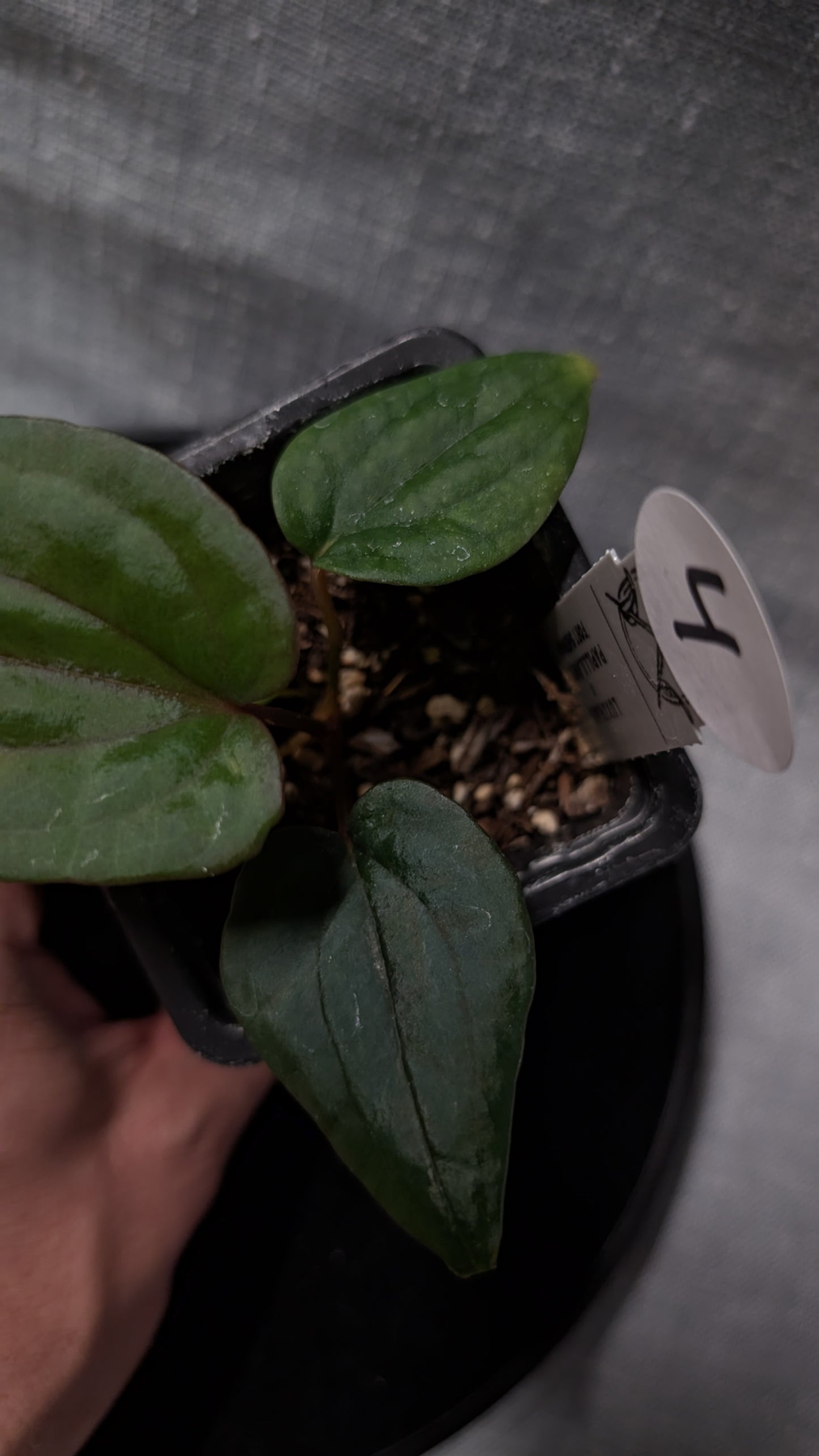 Anthurium Luxurians x Papillilaminum 'Fort Sherman'
