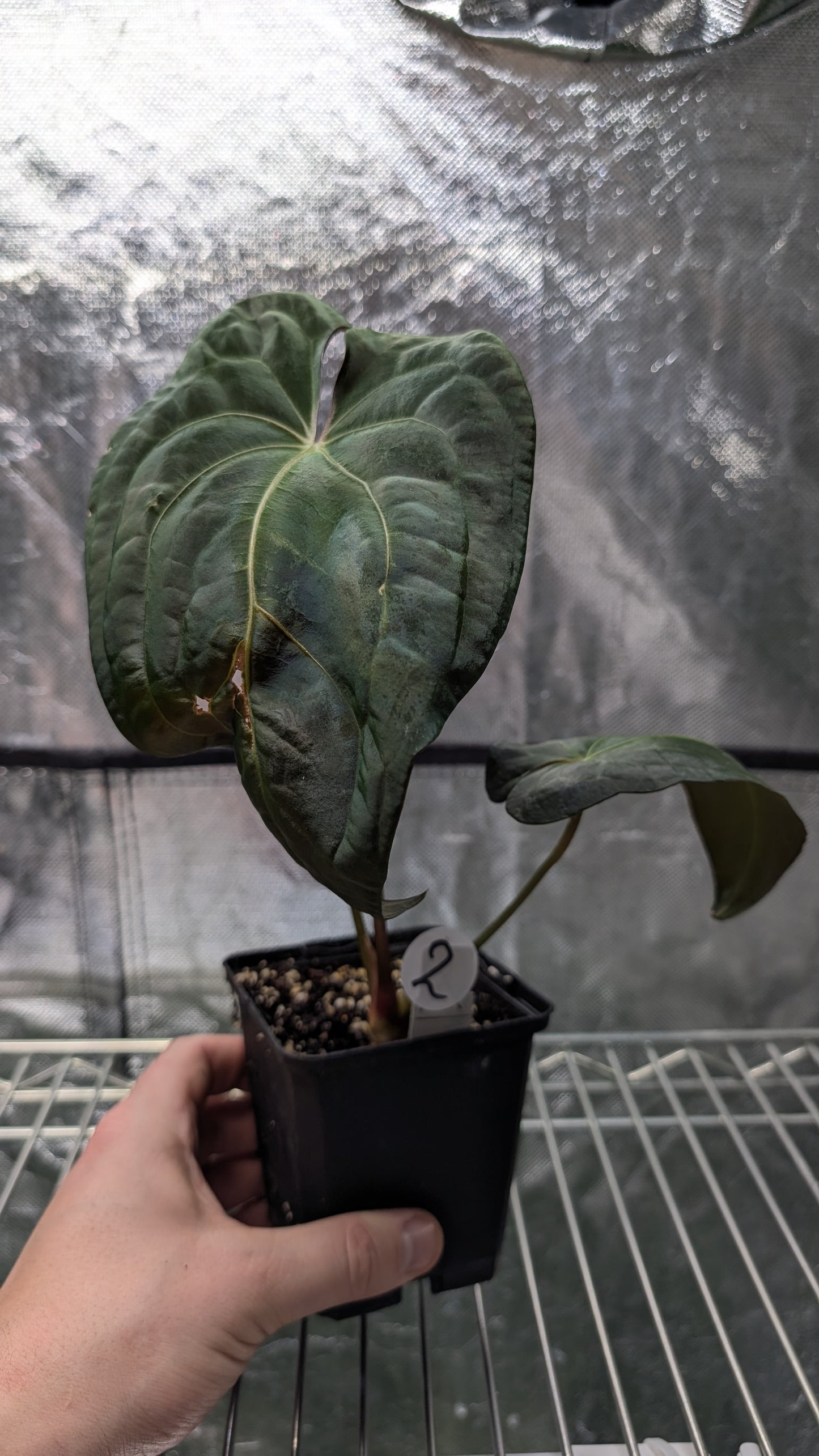 Anthurium Papillilaminum 'Daniel' x Ace of Spagetii