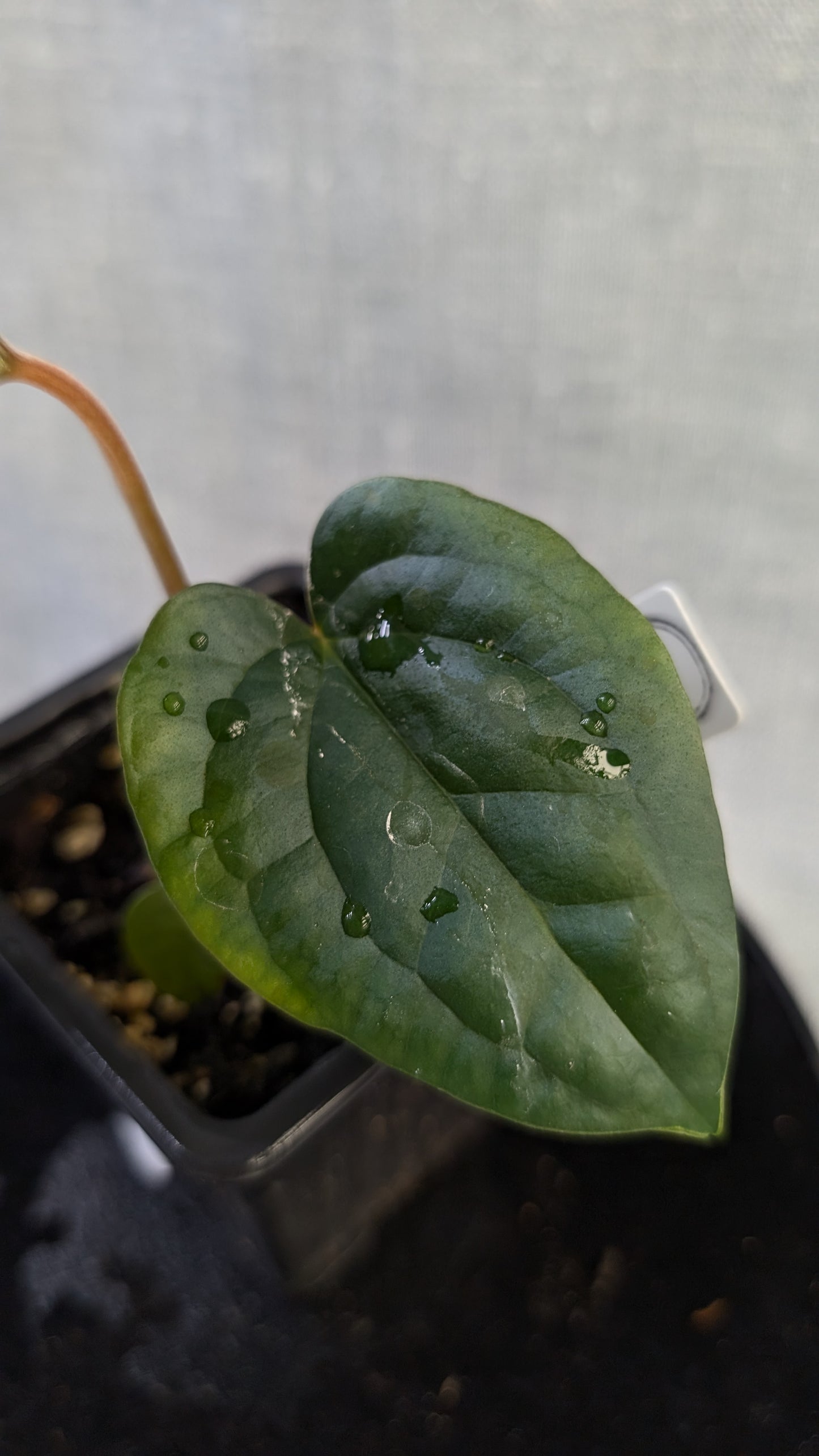 Anthurium Luxurians x Papillilaminum 'Fort Sherman'