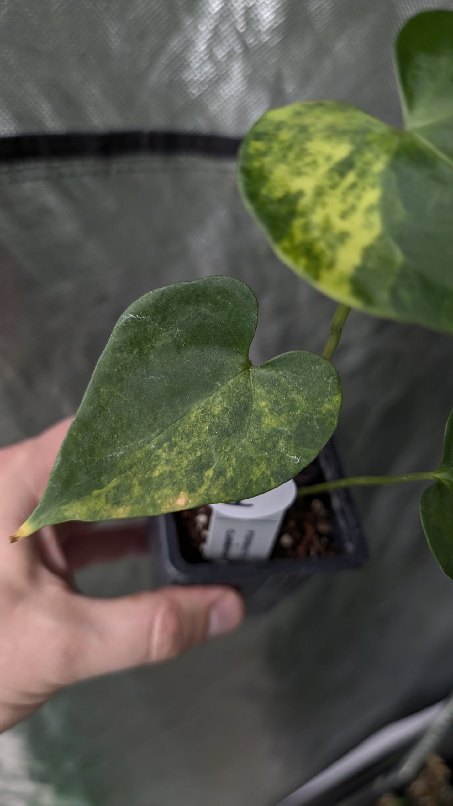Variegated Anthurium Pterodactyl variegata x Clarinervium