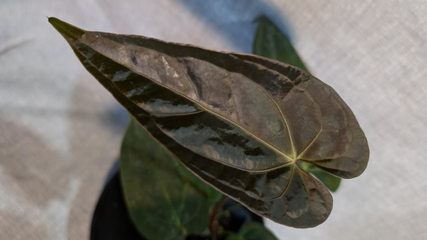 Anthurium Doc Block 'Zara'x'Michelle' Selected Dark x Papillilaminum 'Fort Sherman', Bigger Select plants