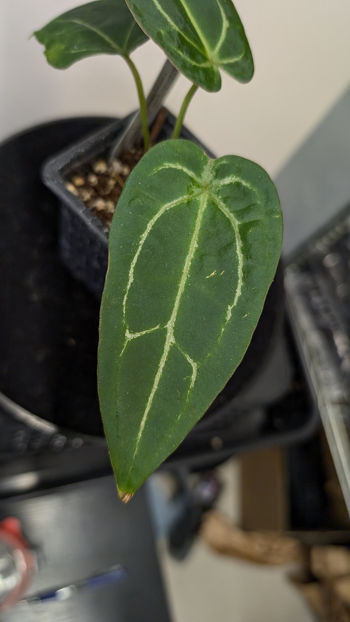 Anthurium Doc Block Zara x Michelle 'selected dark form' x Forgetii Dark