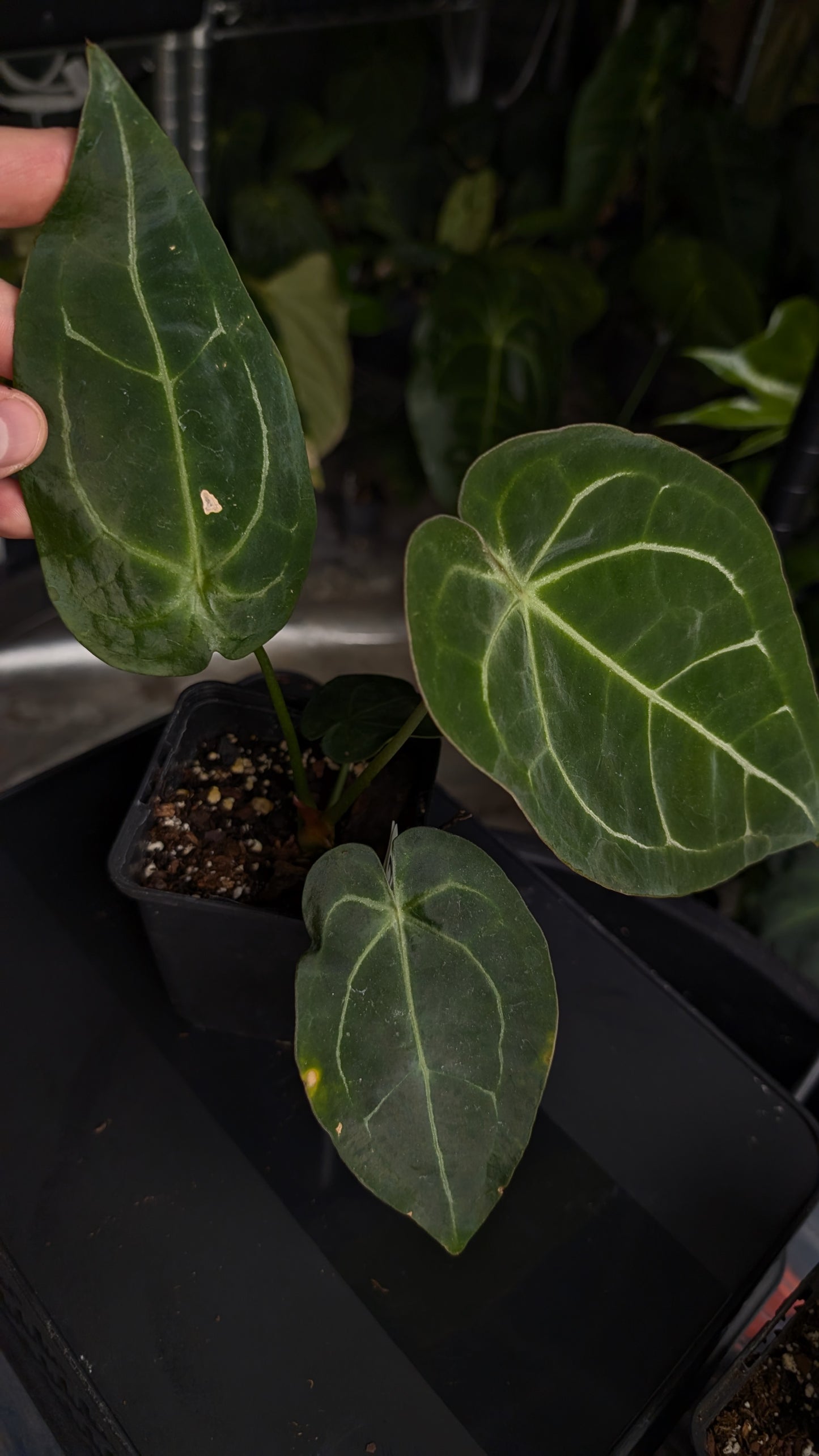 Anthurium Doc Block Zara x Michelle 'selected dark form' x Forgetii Dark