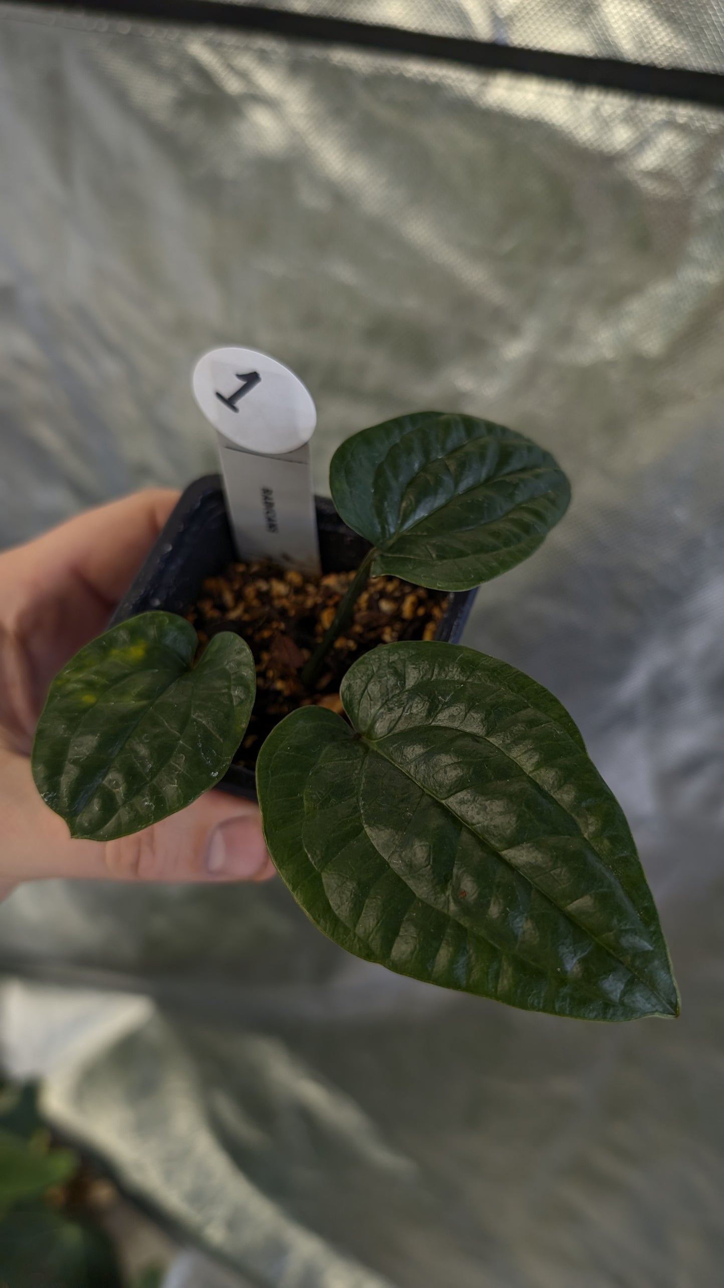 Anthurium Radicans clone