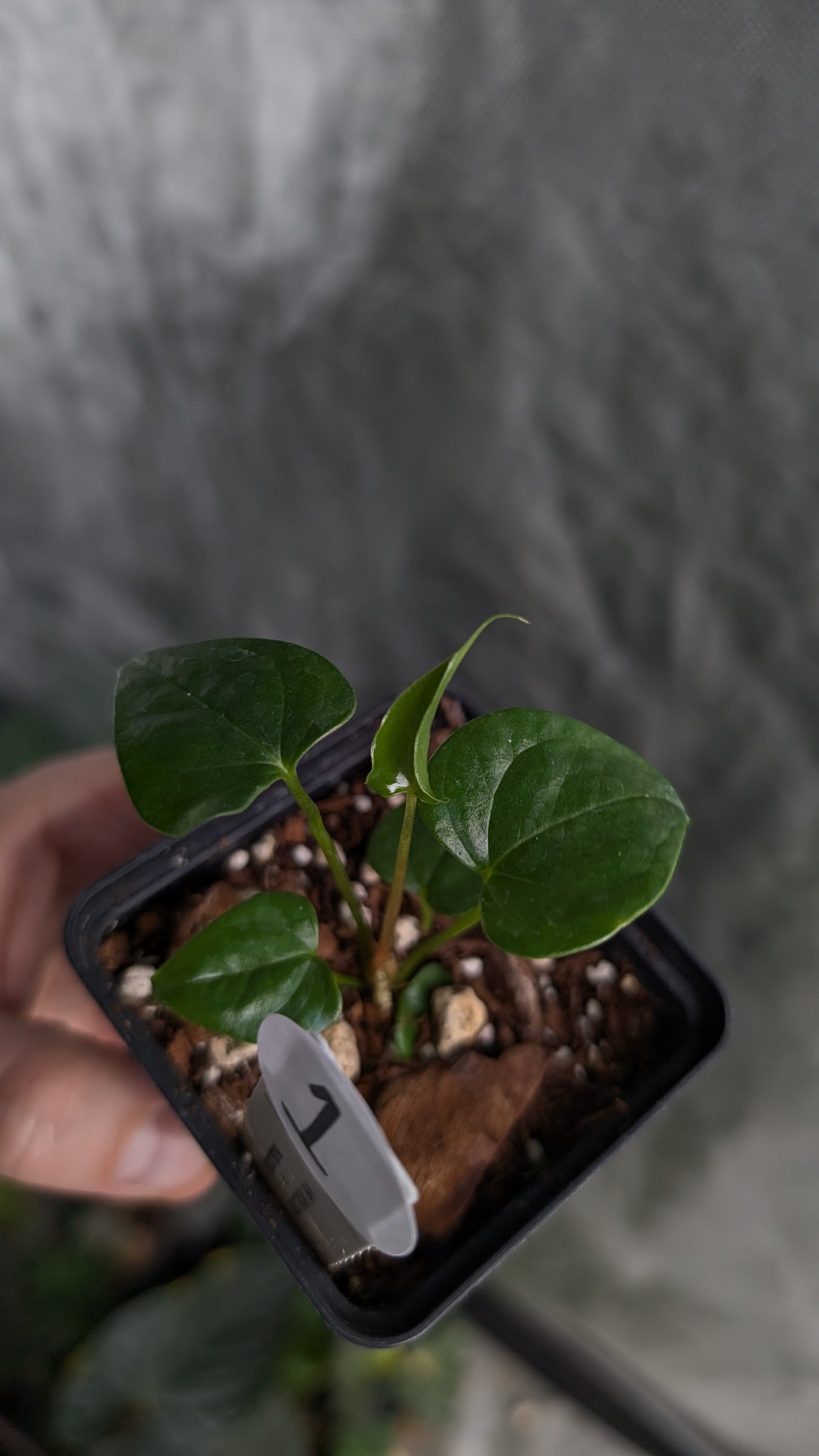 Anthurium 'Mr Worldwide' x Diabloense